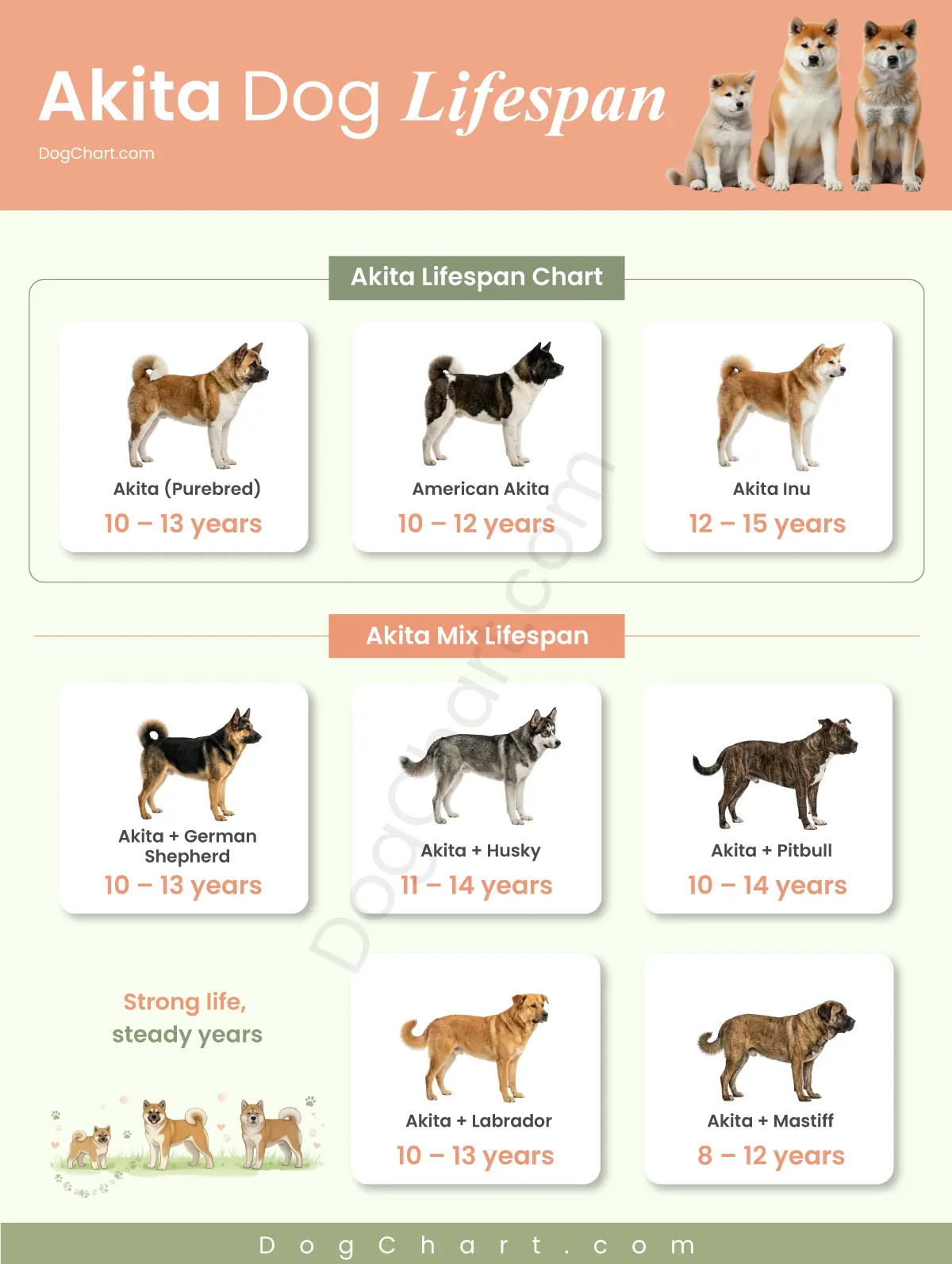 akita dog lifespan male female and Mix breed