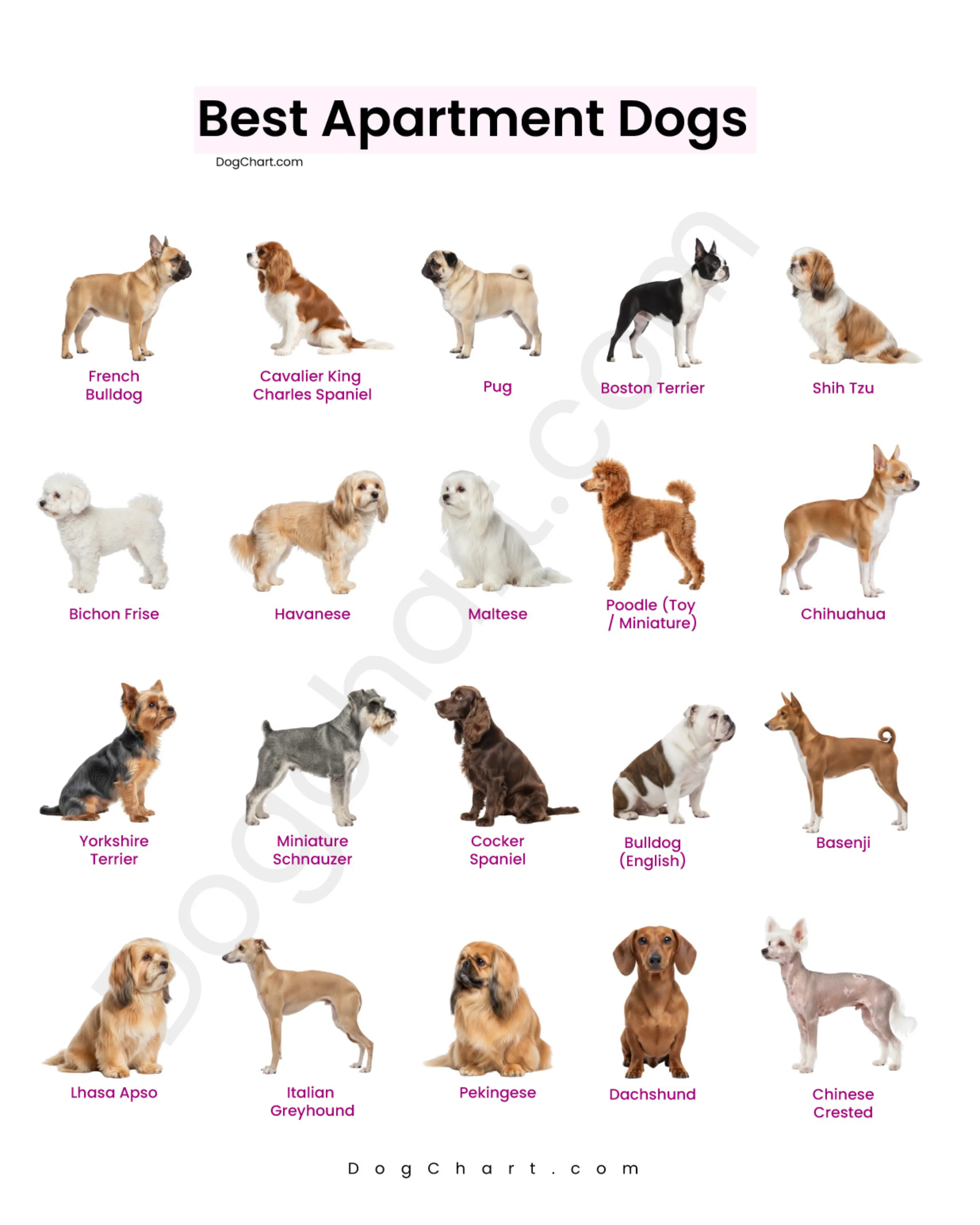 Best Dogs Breeds For Apartment Living Best Dogs Breeds For Apartment Living