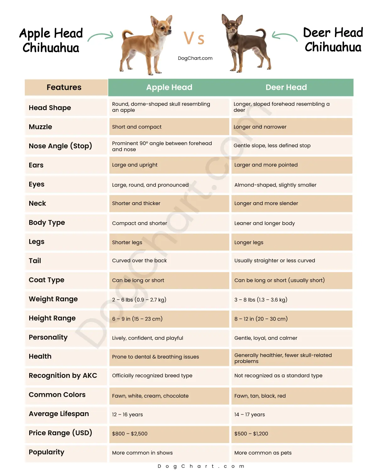 Apple Head Chihuahua vs Deer Head Chihuahua