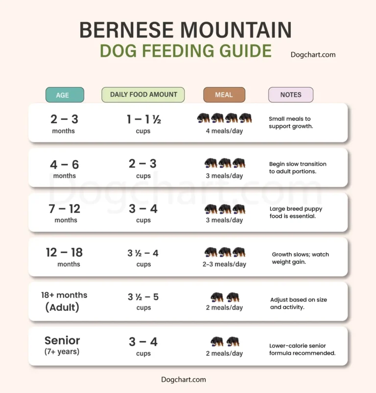 Bernese Mountain Dog Feeding Chart & Complete Nutrition Guide bernese mountain dog Feeding chart