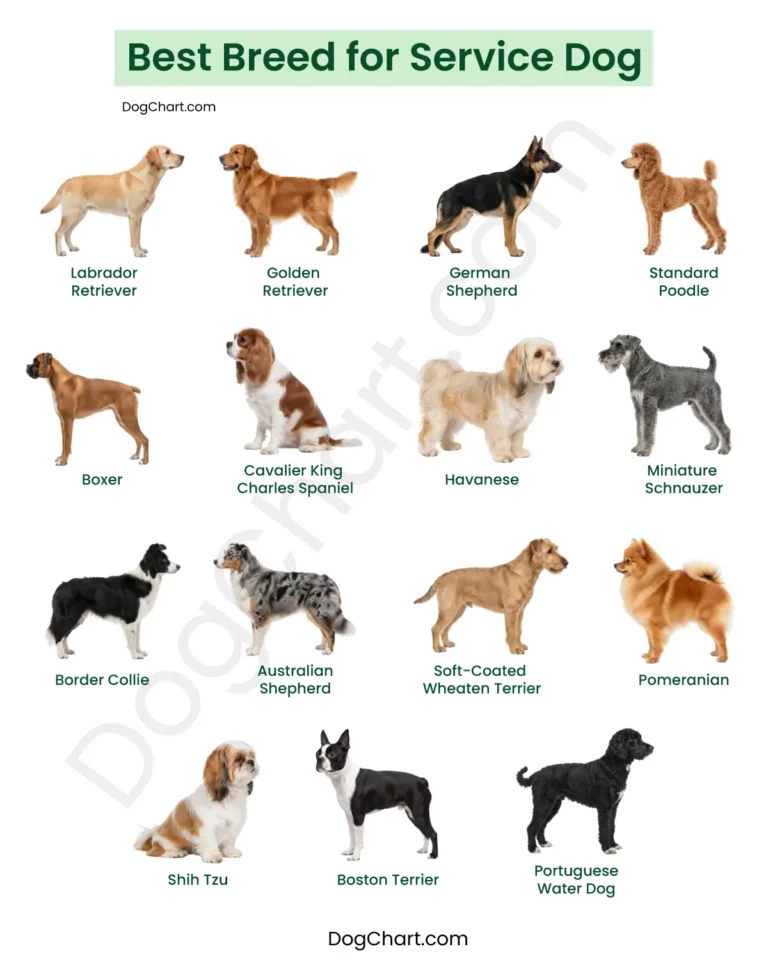 Best Service Dog Breeds best breed for service dog