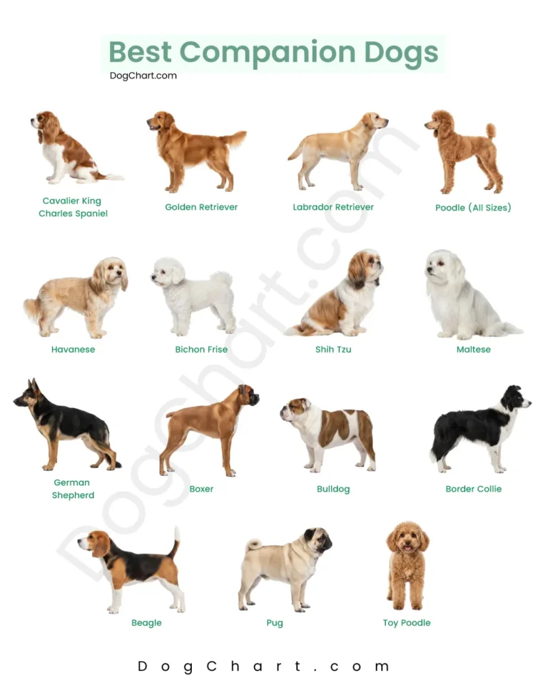 Best Companion Dogs best companion dogs breeds