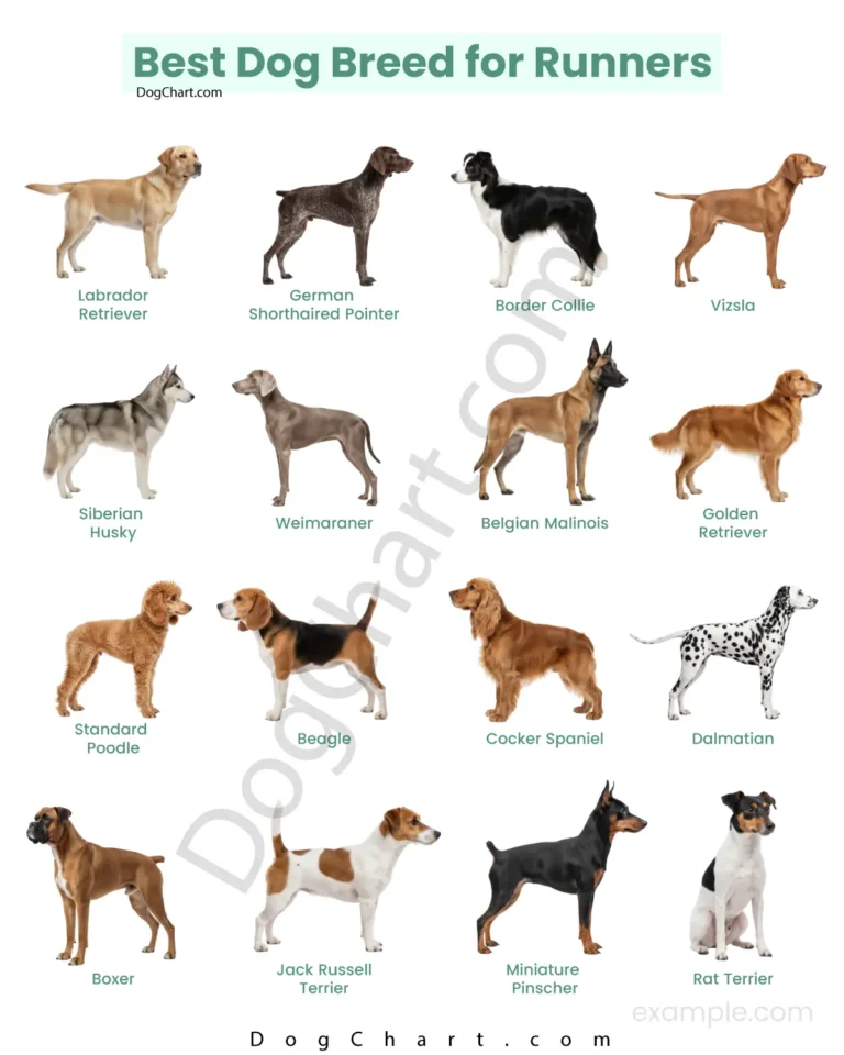 30 Best Dog Breeds for Runners best dog breed for runners