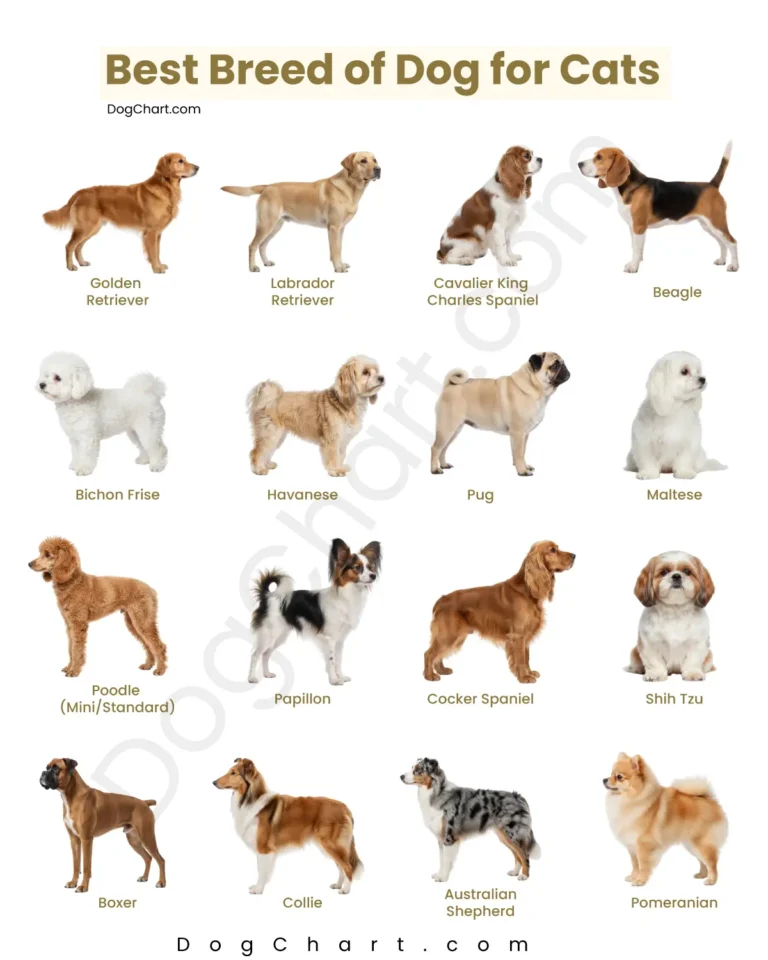 Best Breed of Dog for Cats best dog breeds with cats