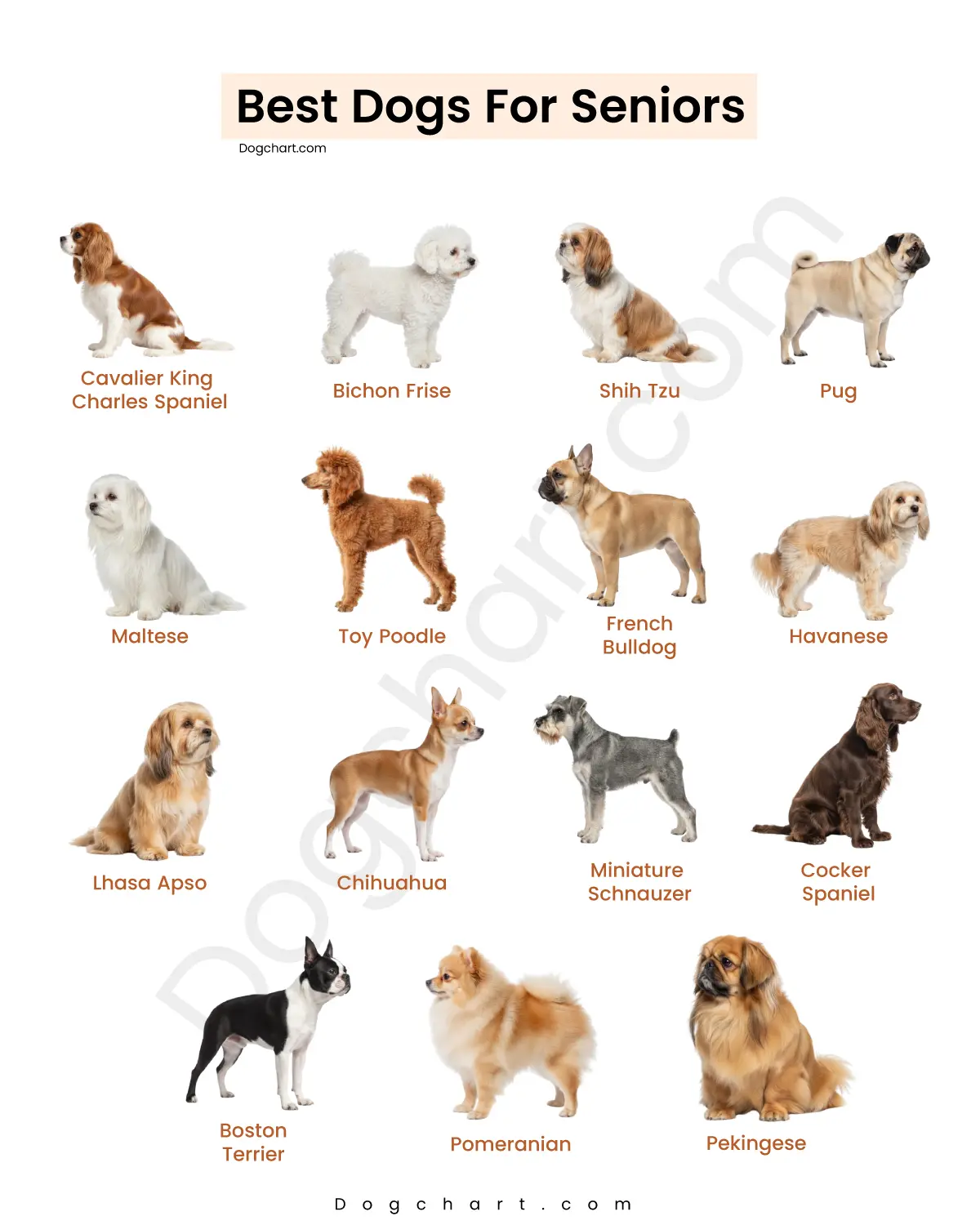 Best Dog Breeds for Seniors Best Dog Breeds for Seniors