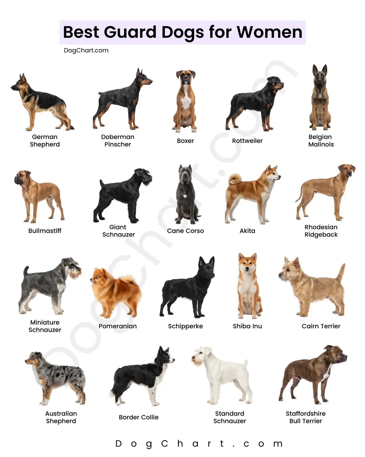 Best Guard Dogs for Women