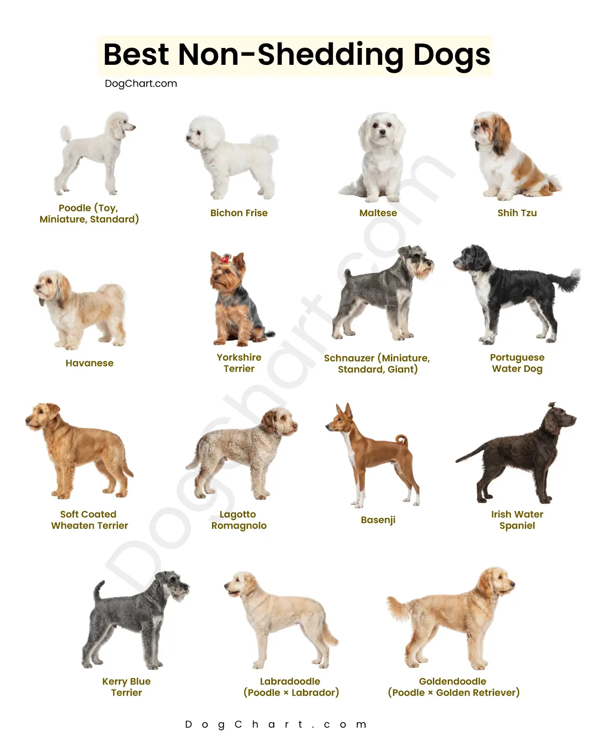 Non-Shedding Dogs breeds list