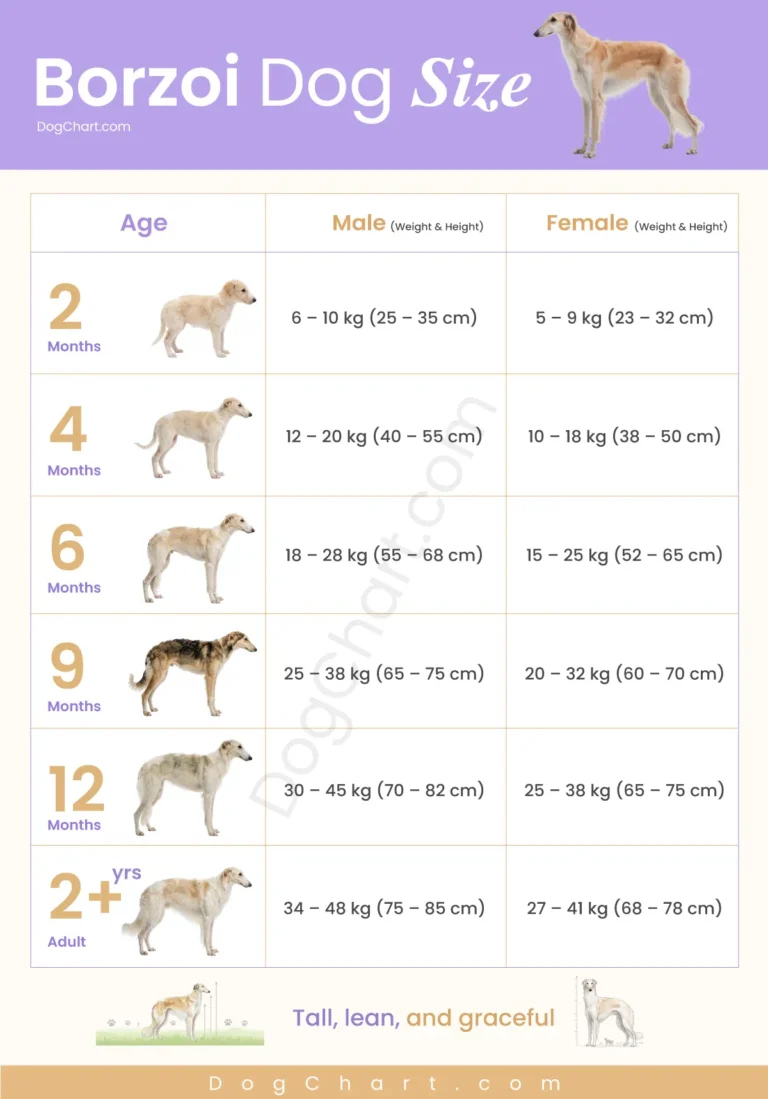 Borzoi dog size chart by female and male