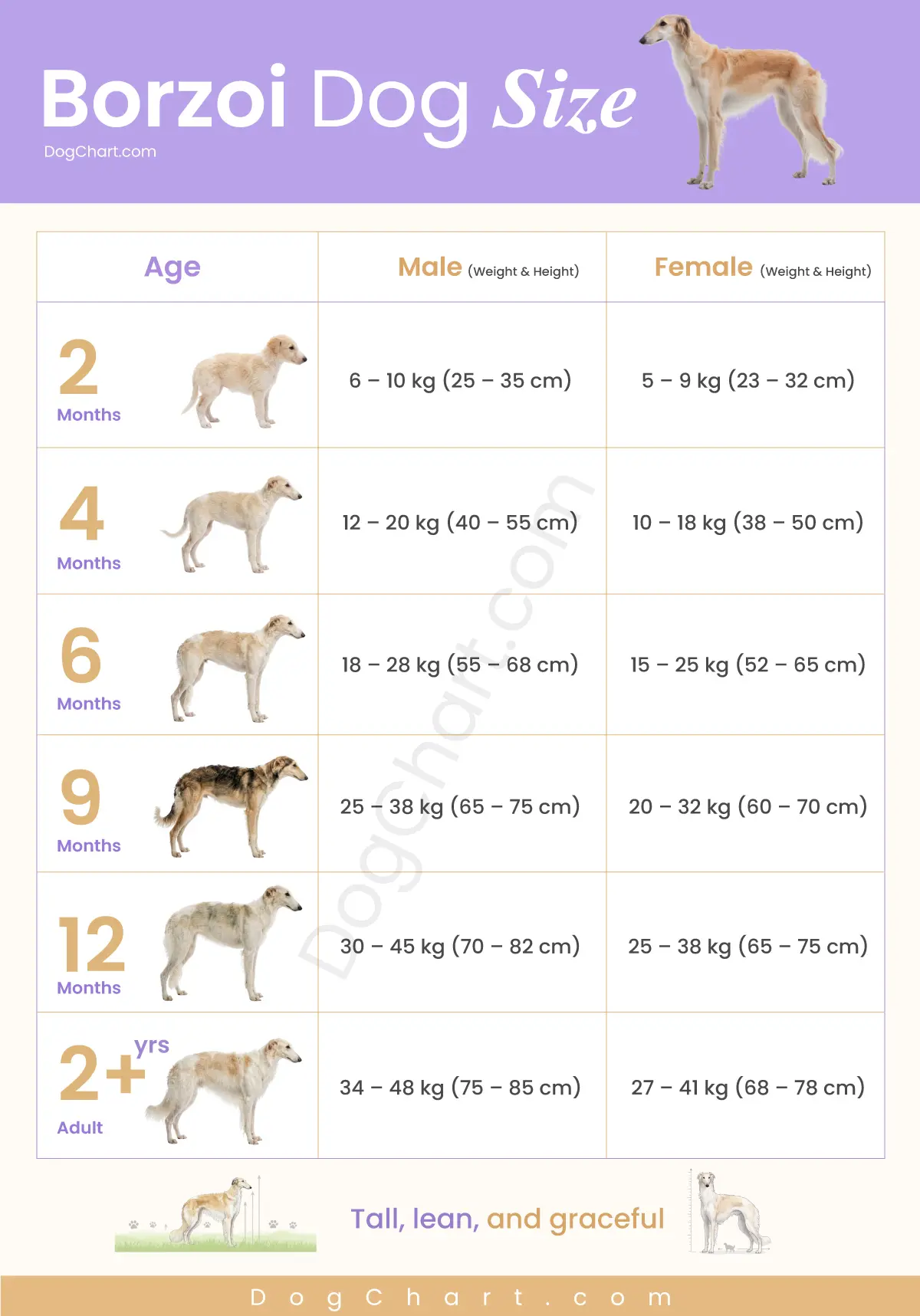 Borzoi dog size chart by female and male