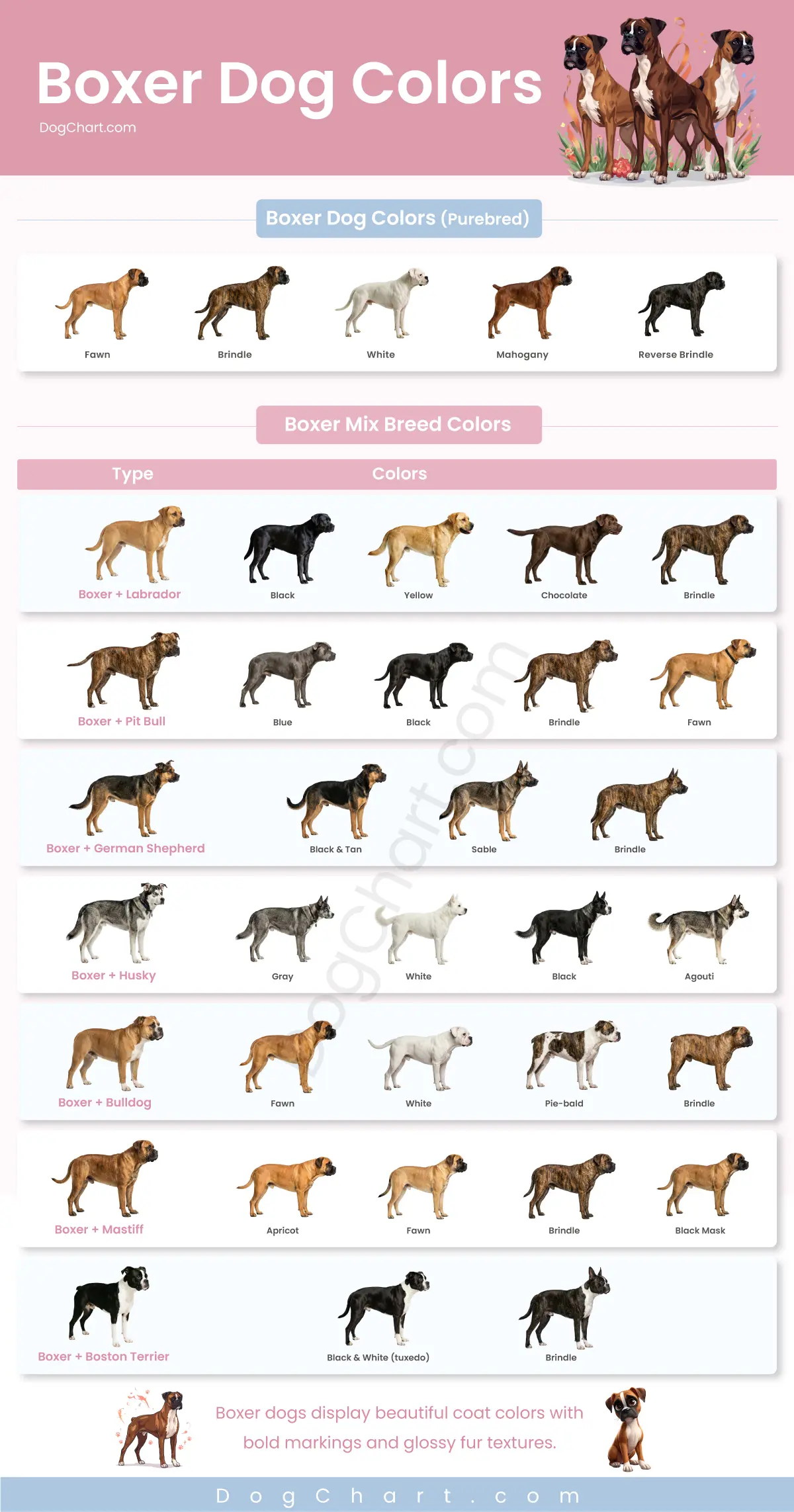boxer dog breed colors