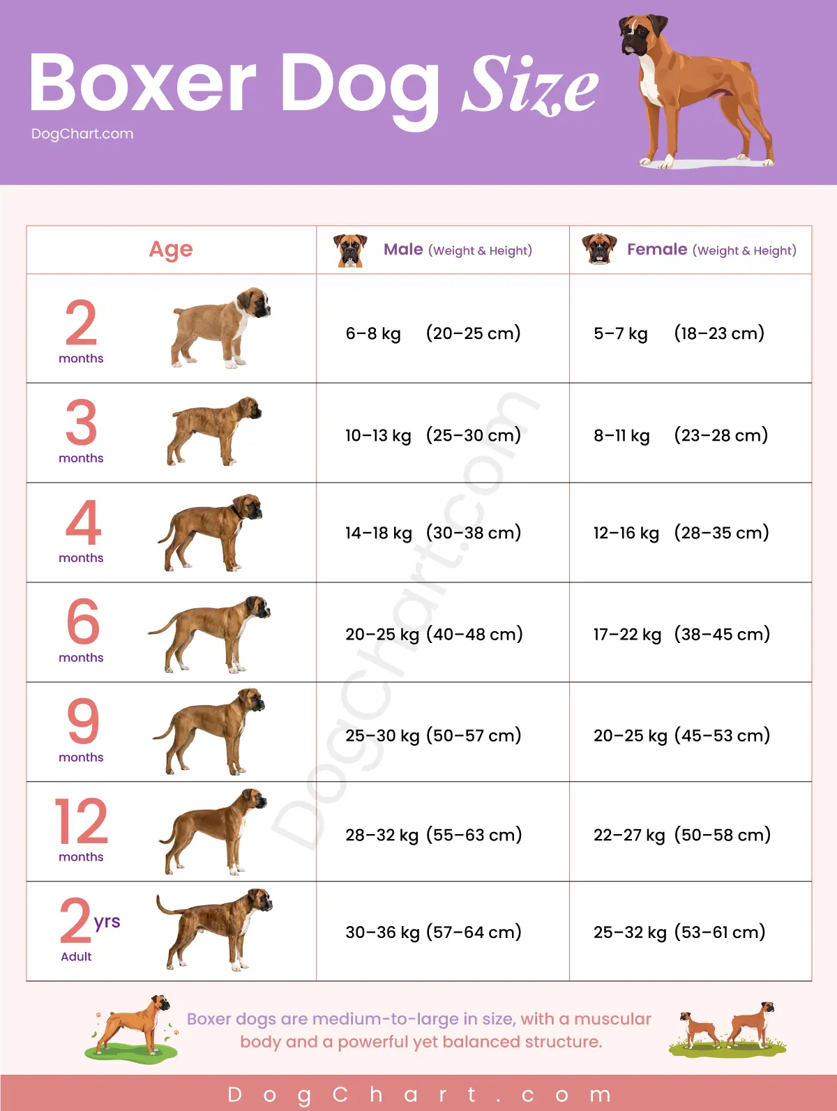 boxer dog size chart by age male and female