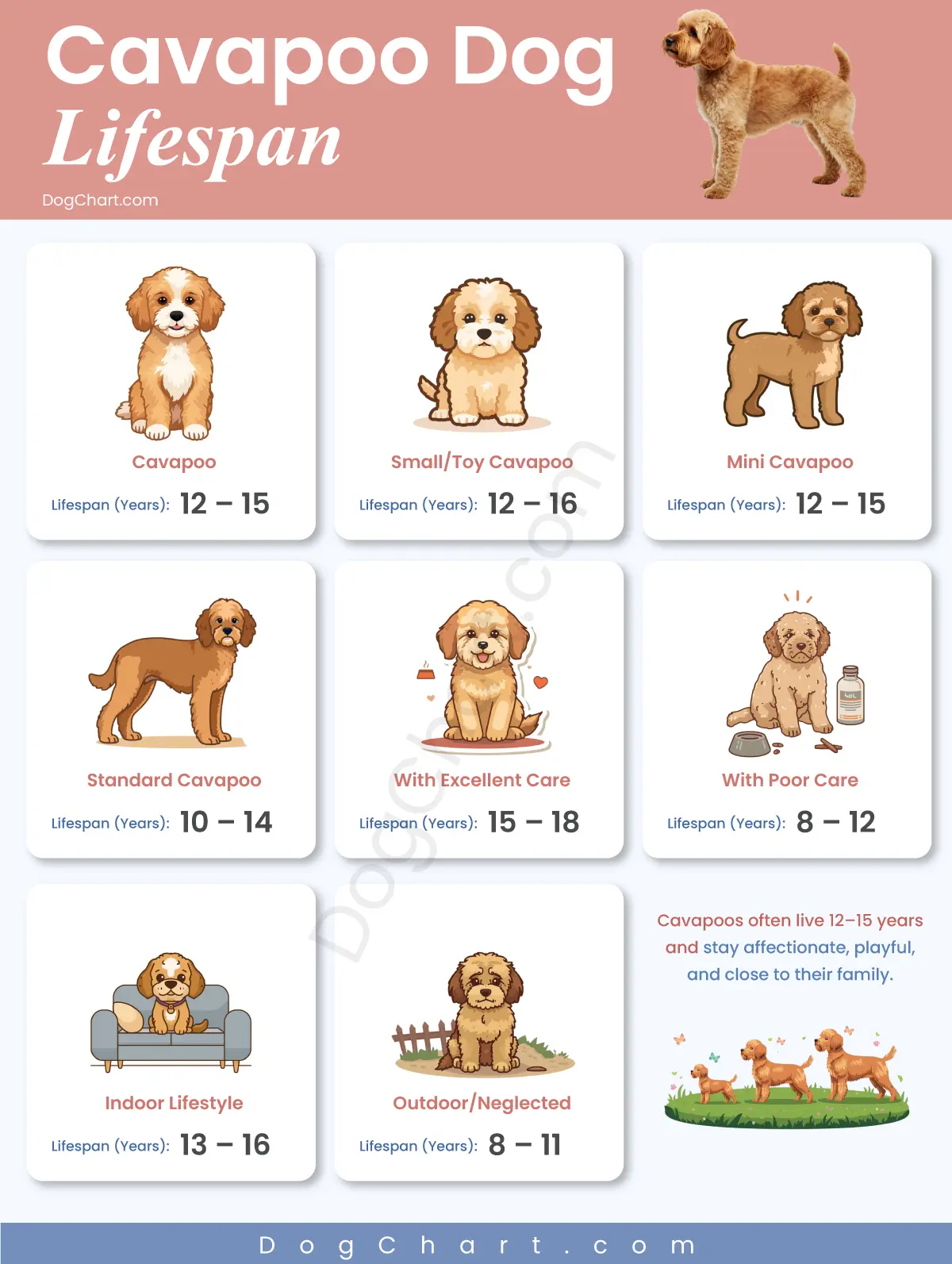 Cavapoo Dog Lifespan – How Long Do Cavapoos Live? cavapoo dog lifespan