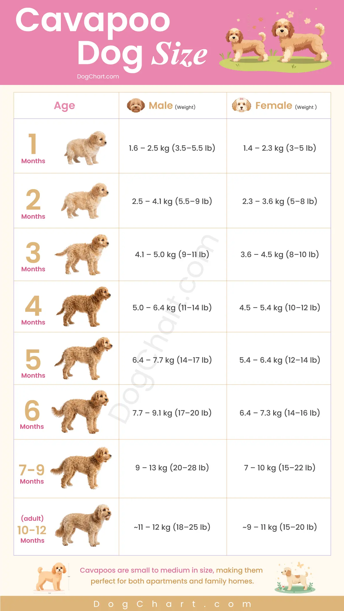 Cavapoo Dog Size – Height and Weight Chart by Age cavapoo dog size chart