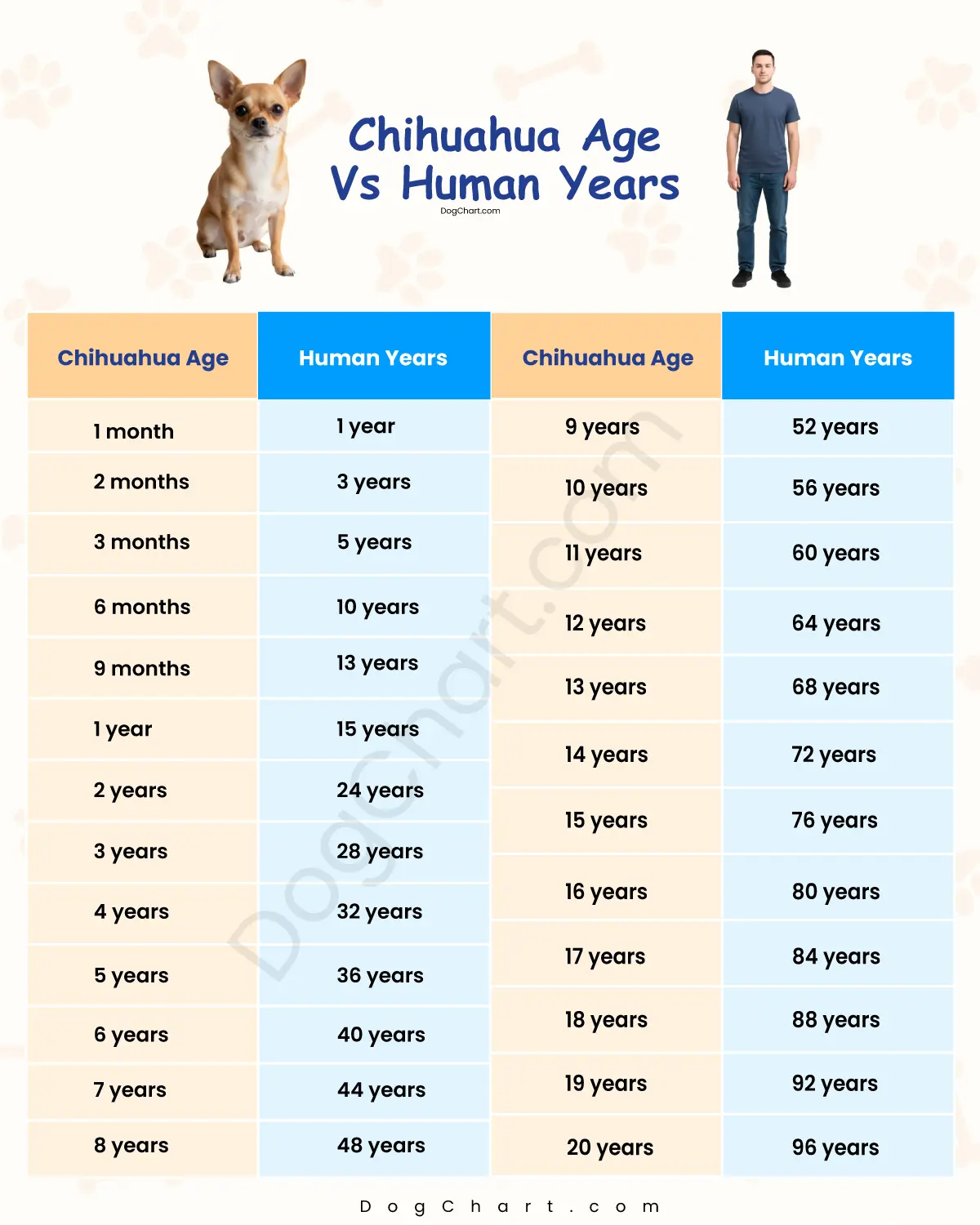 Chihuahua Breeds Lifespan chihuahua age chart