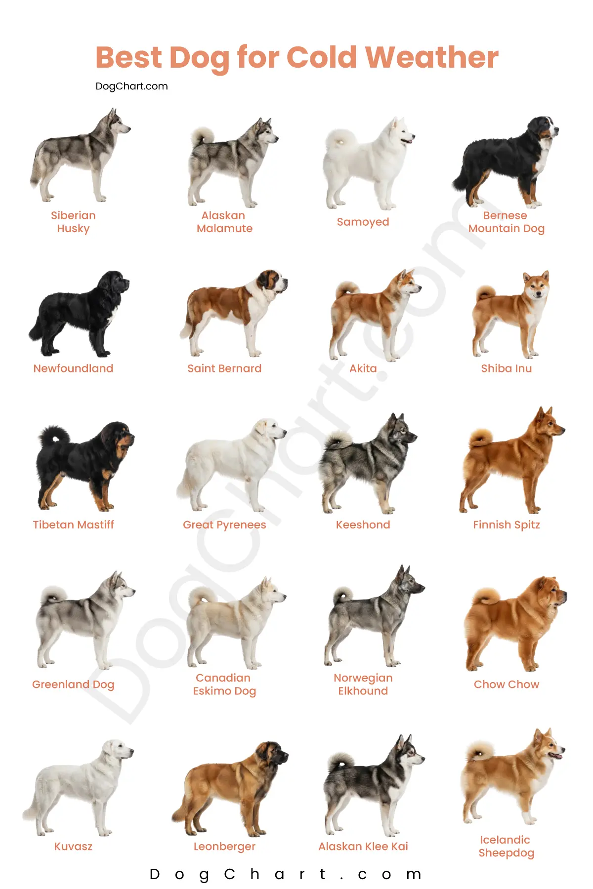 20 Best Dogs for Cold Weather Cold Weather Dog Breeds list