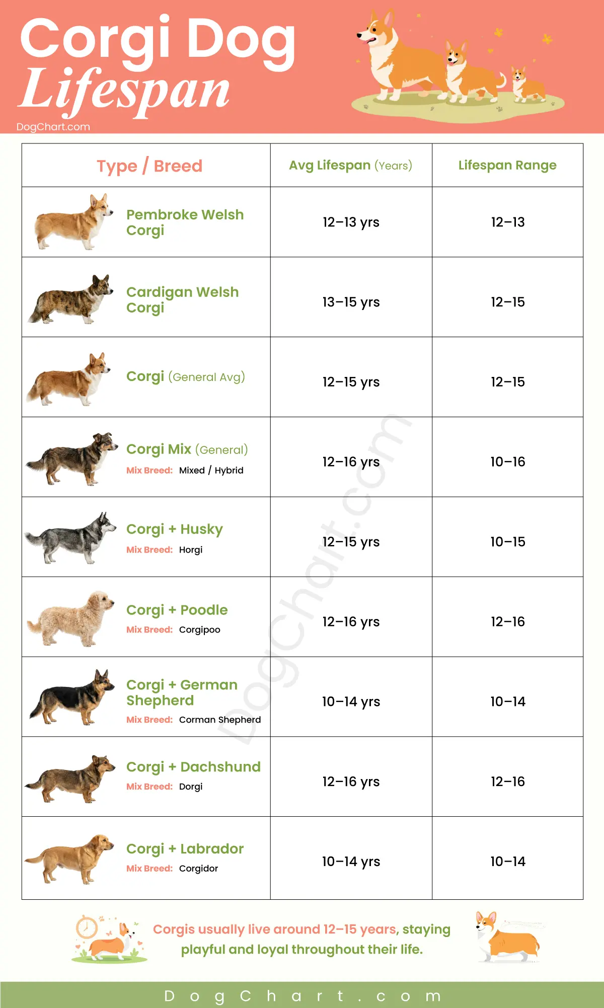 Corgi Lifespan: How Long Do Corgis Actually Live? corgi dog lifespan male female