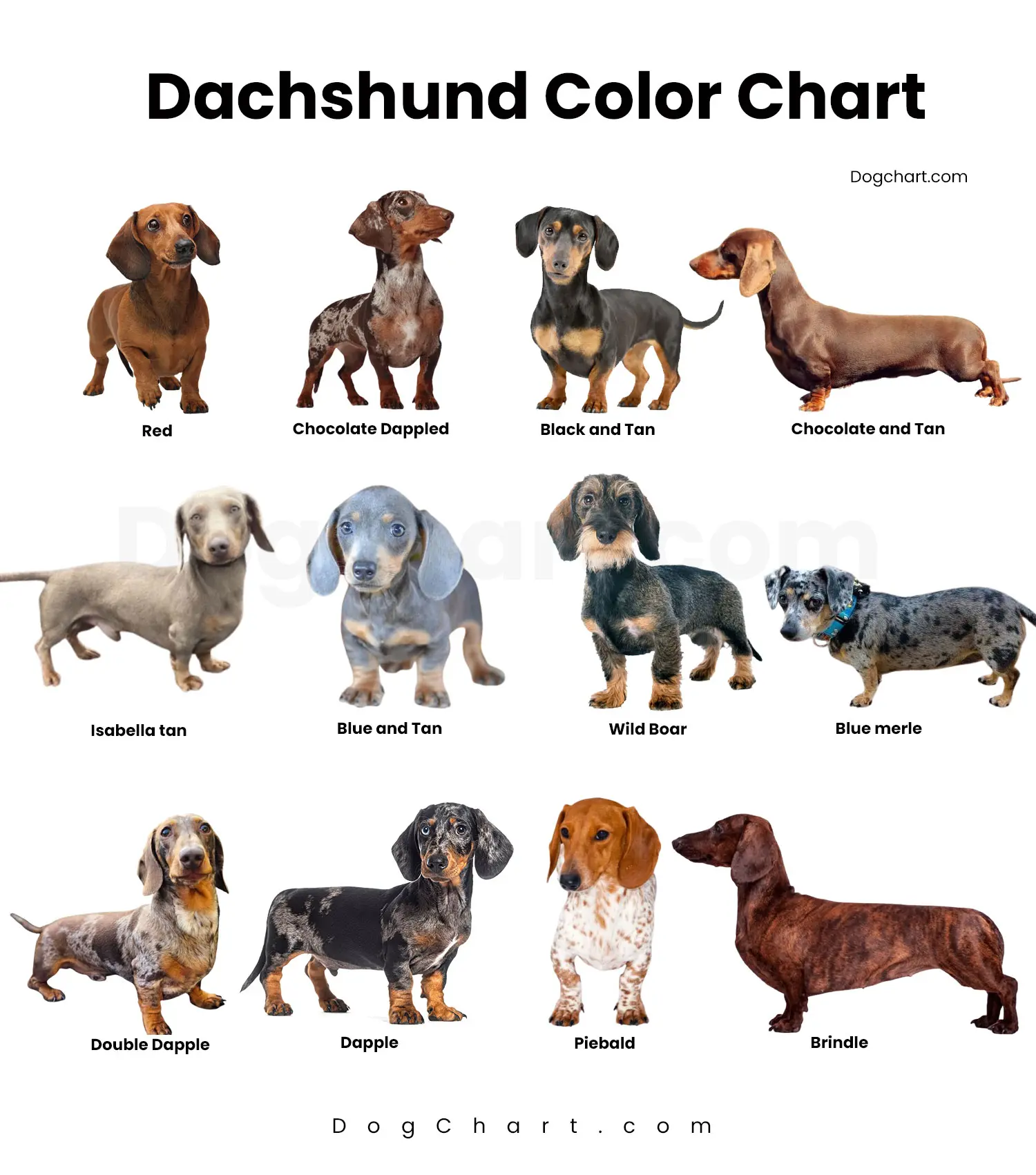 Dachshund Color Chart | Rare and Comman Color with Pictures dachshund color chart with pictures