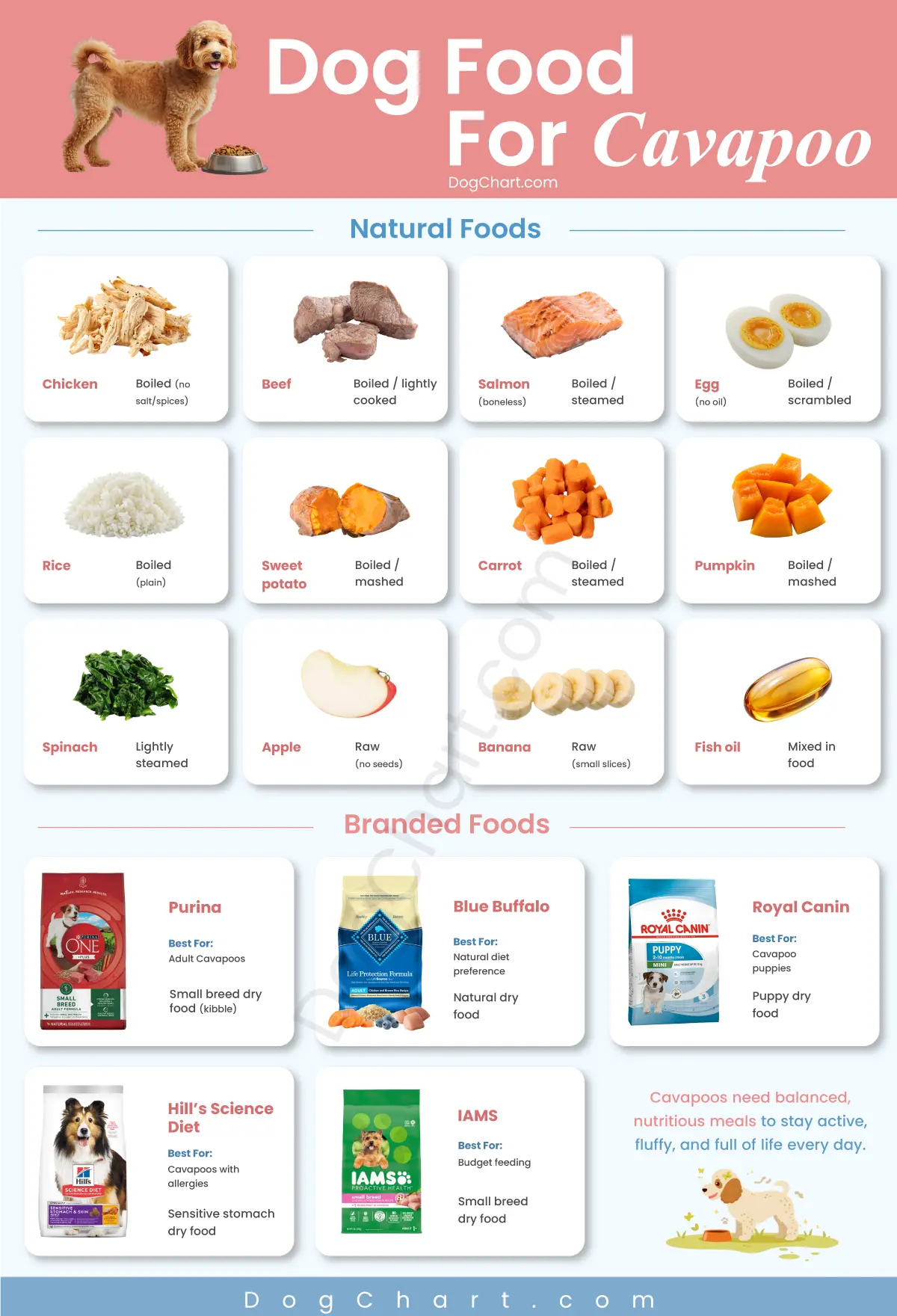 Best Dog Food for Cavapoo – Complete Feeding Guide cavapoo dog food chart