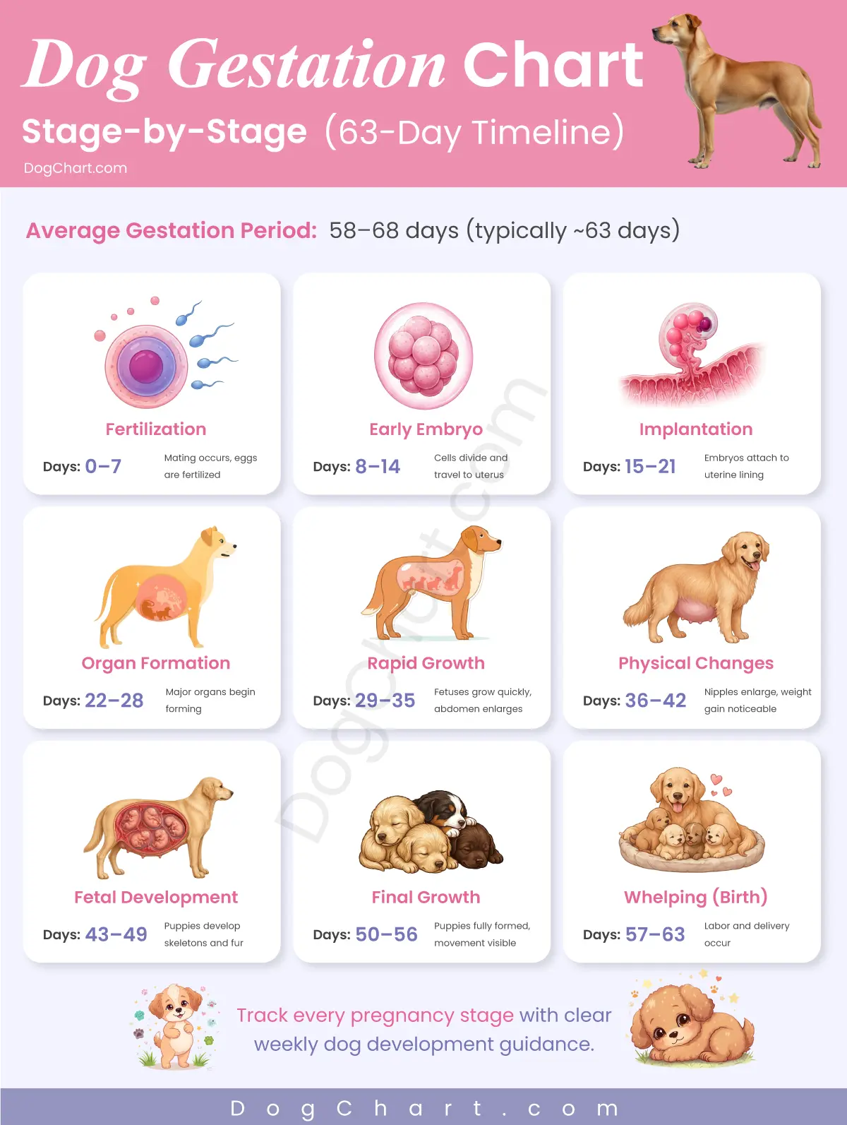 dog gestation chart