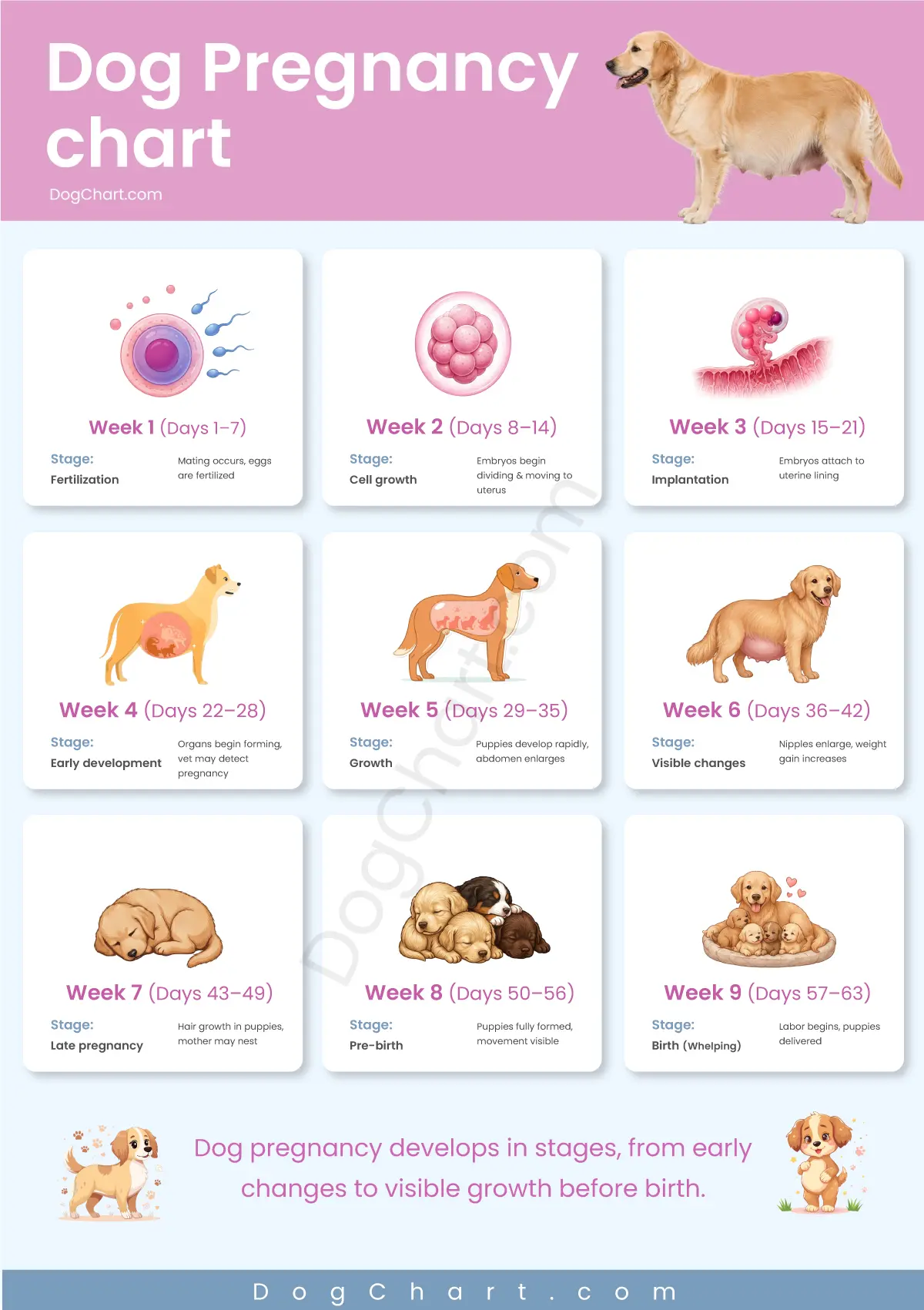 Dog Pregnancy Chart | Week-by-Week Timeline and Due Date Calculator dog pregnancy chart