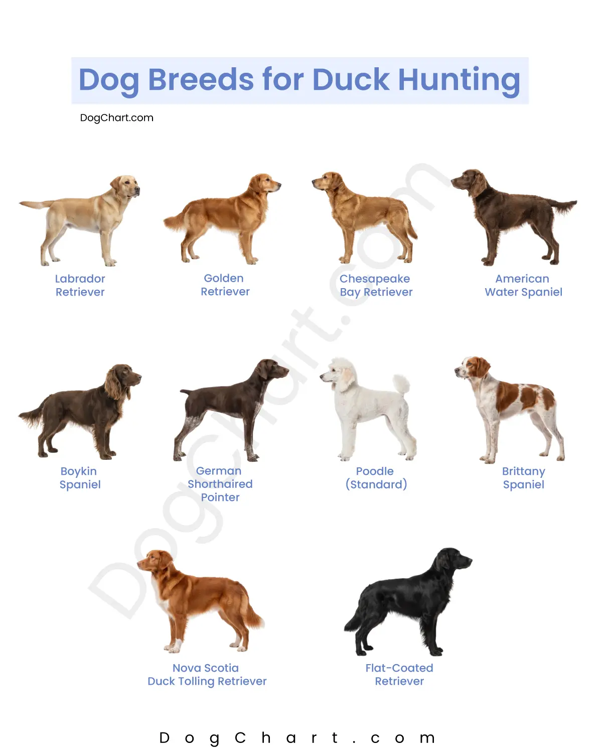 Best Duck Hunting Dog Breeds Top Retrievers Spaniels Pointers Best Duck Hunting Dog Breeds Top Retrievers Spaniels Pointers