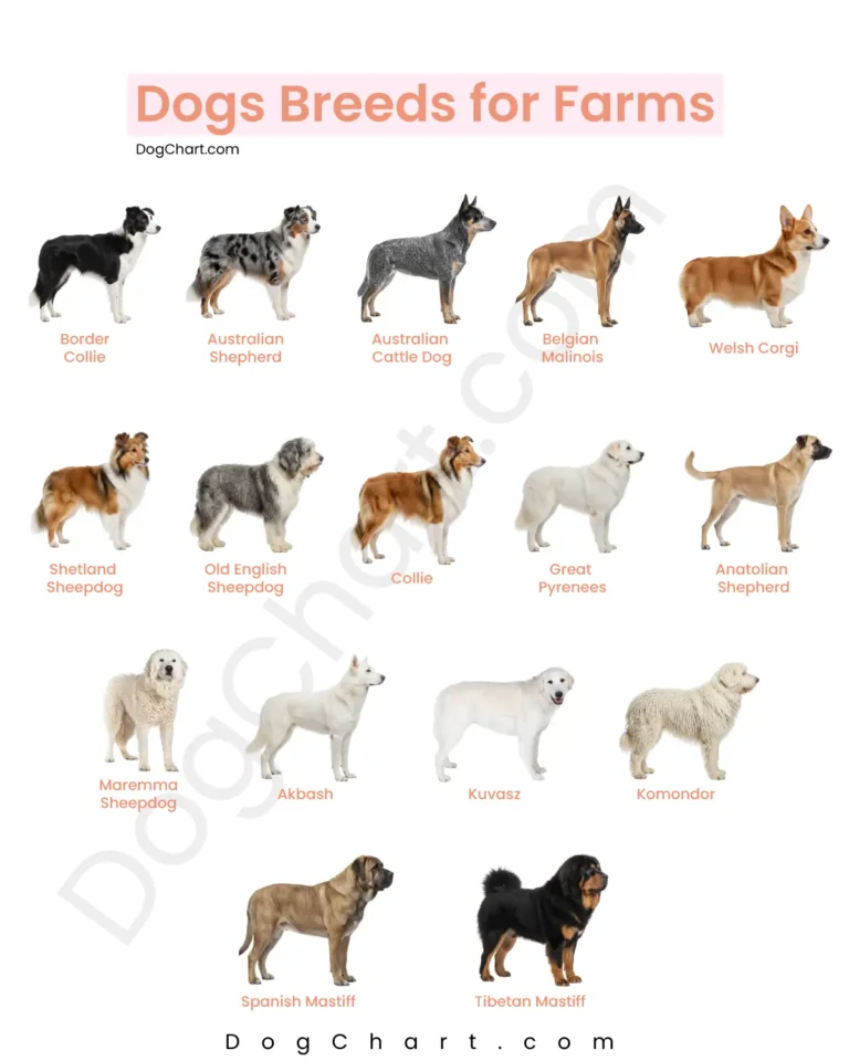 Best Dog Breeds for Farms farms dog breeds list