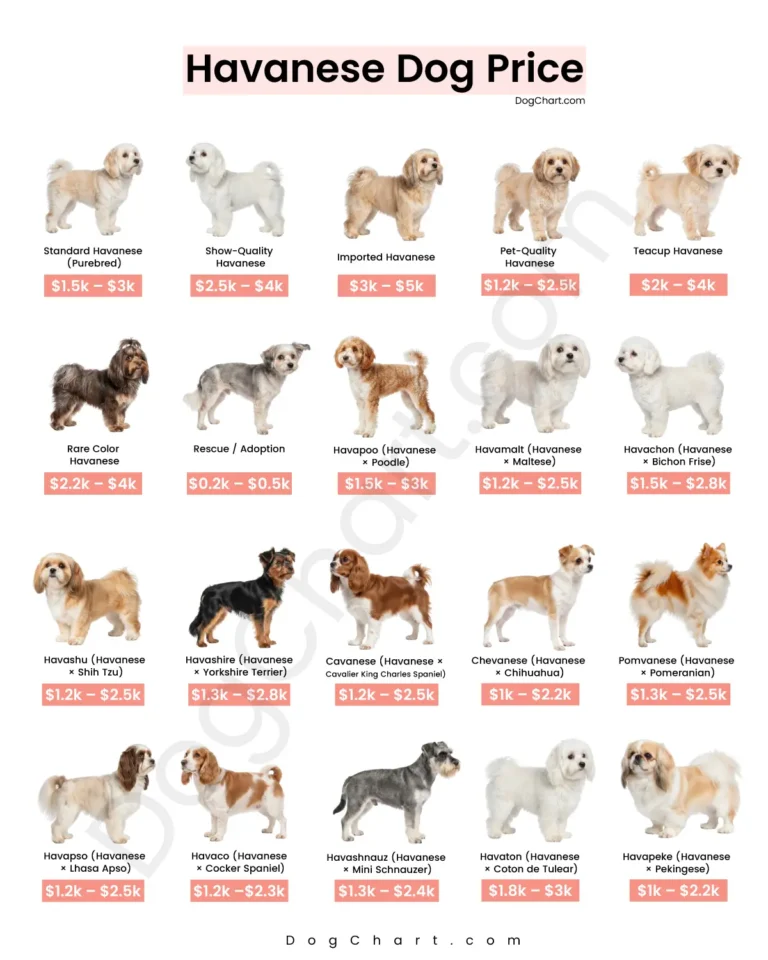 havanese dog price