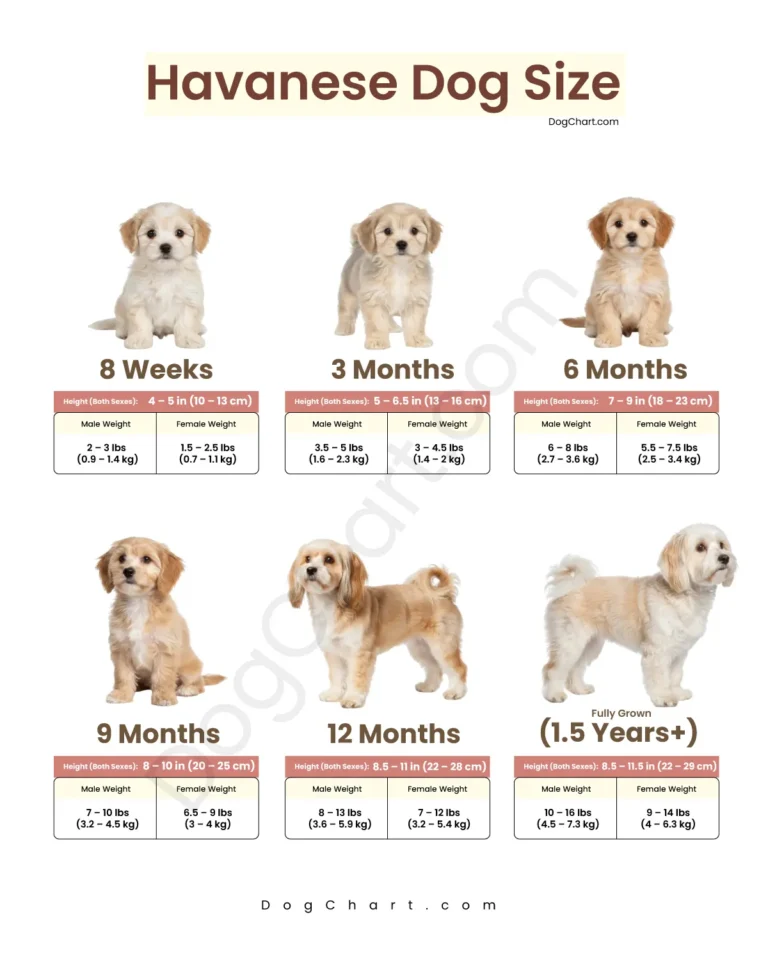 havanese dog size chart by age