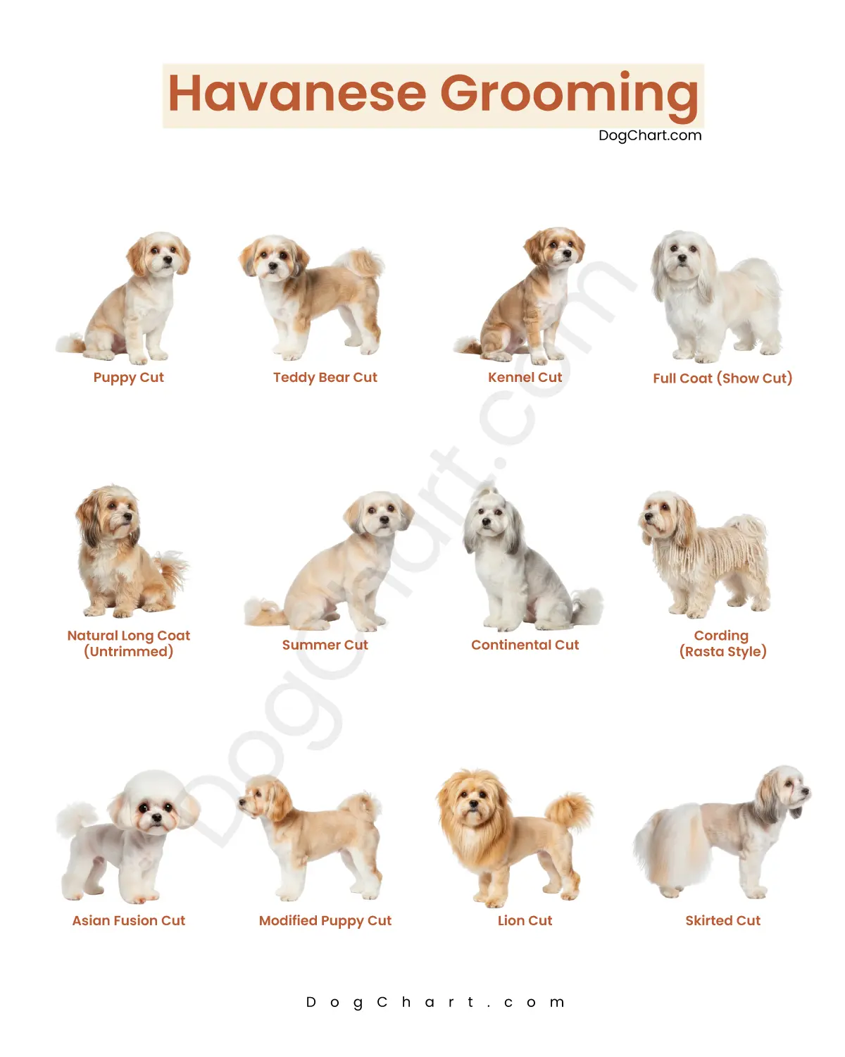 havanese grooming styles with pictures