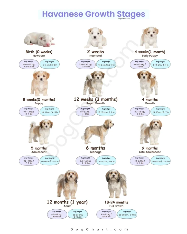havanese growth Stages chart