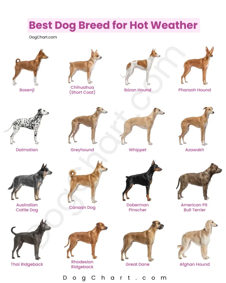 Best Dog Breeds for Hot Weather hot weather dog breeds list