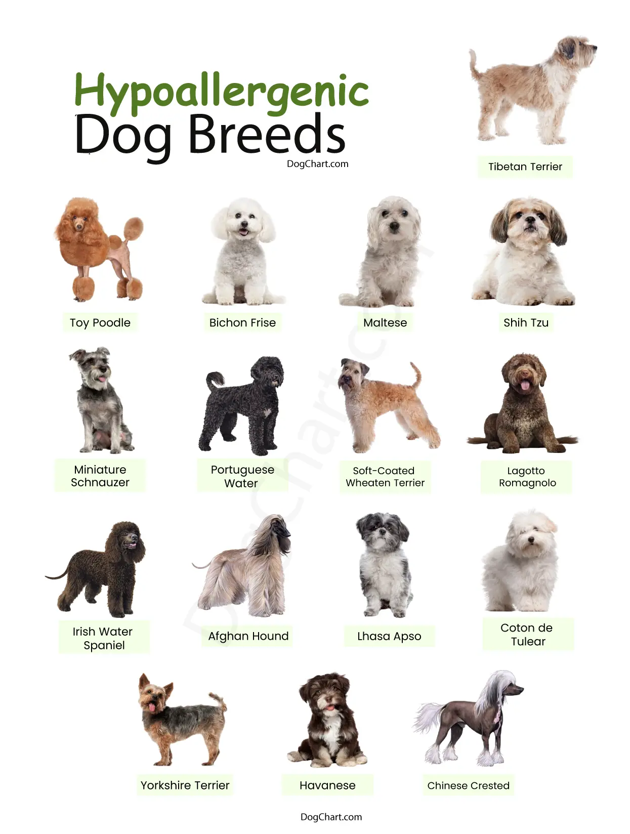 Best Hypoallergenic Dog Breeds Top Dogs For Allergies Asthma Best Hypoallergenic Dog Breeds Top Dogs For Allergies Asthma