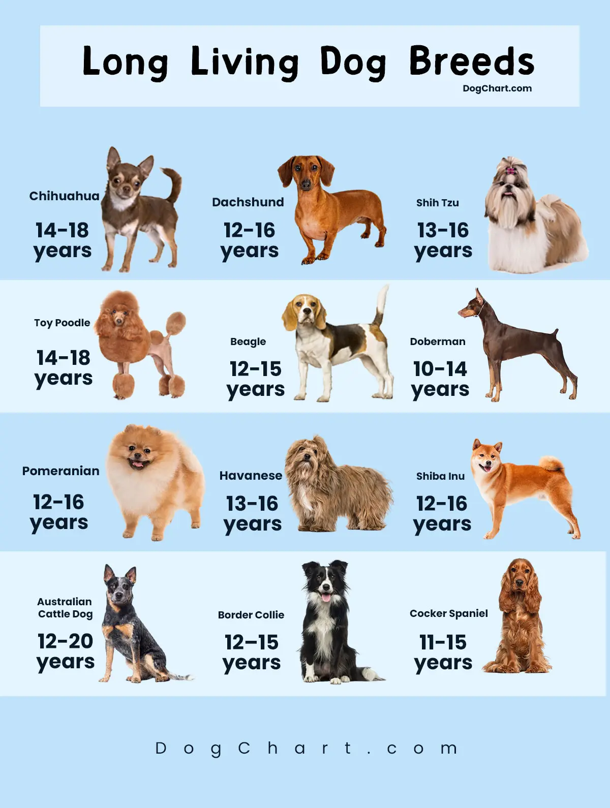 Long Living Dog Breeds Chart & Guide long living dog breeds chart