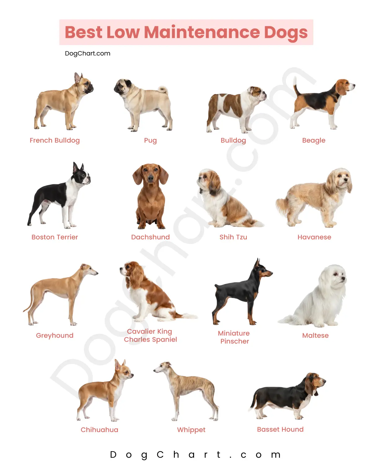 Low-Maintenance Dog Breeds List