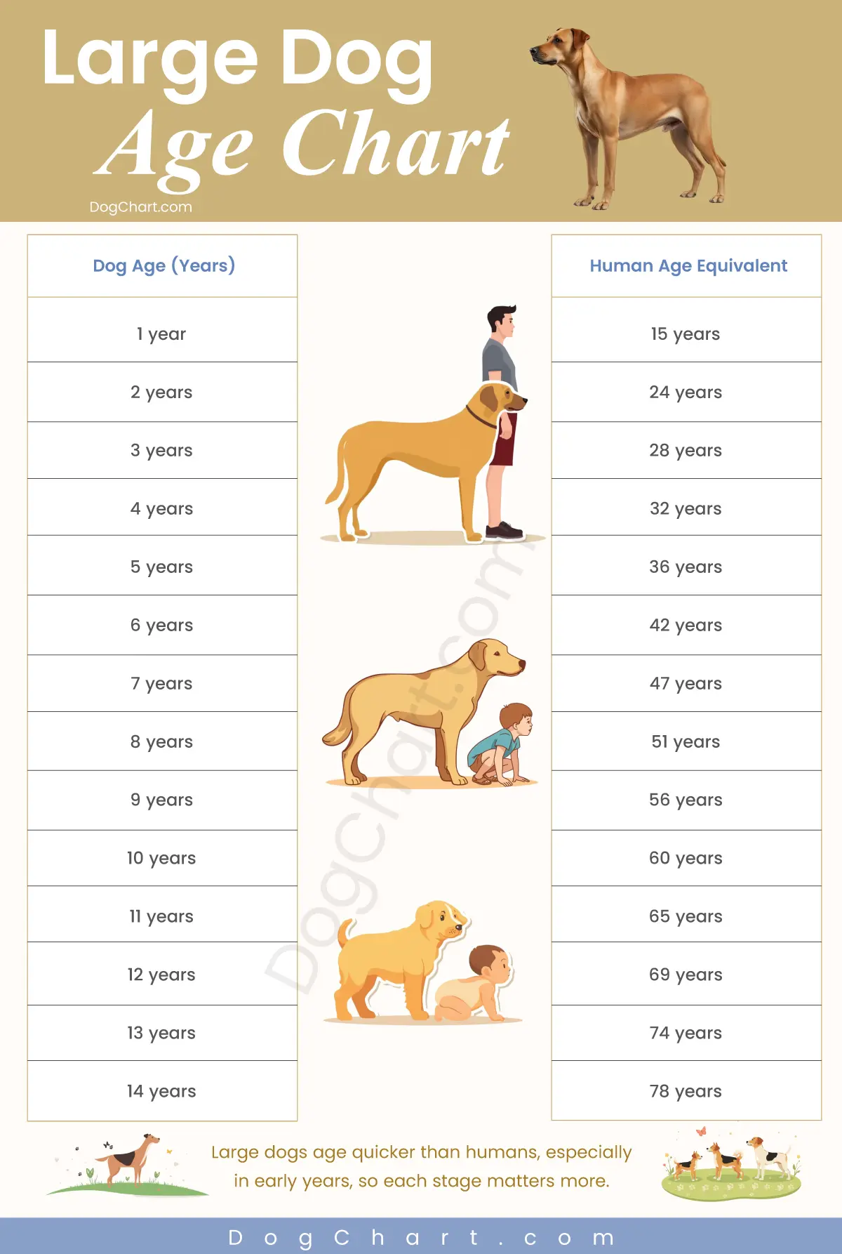 medium sized dog age chart