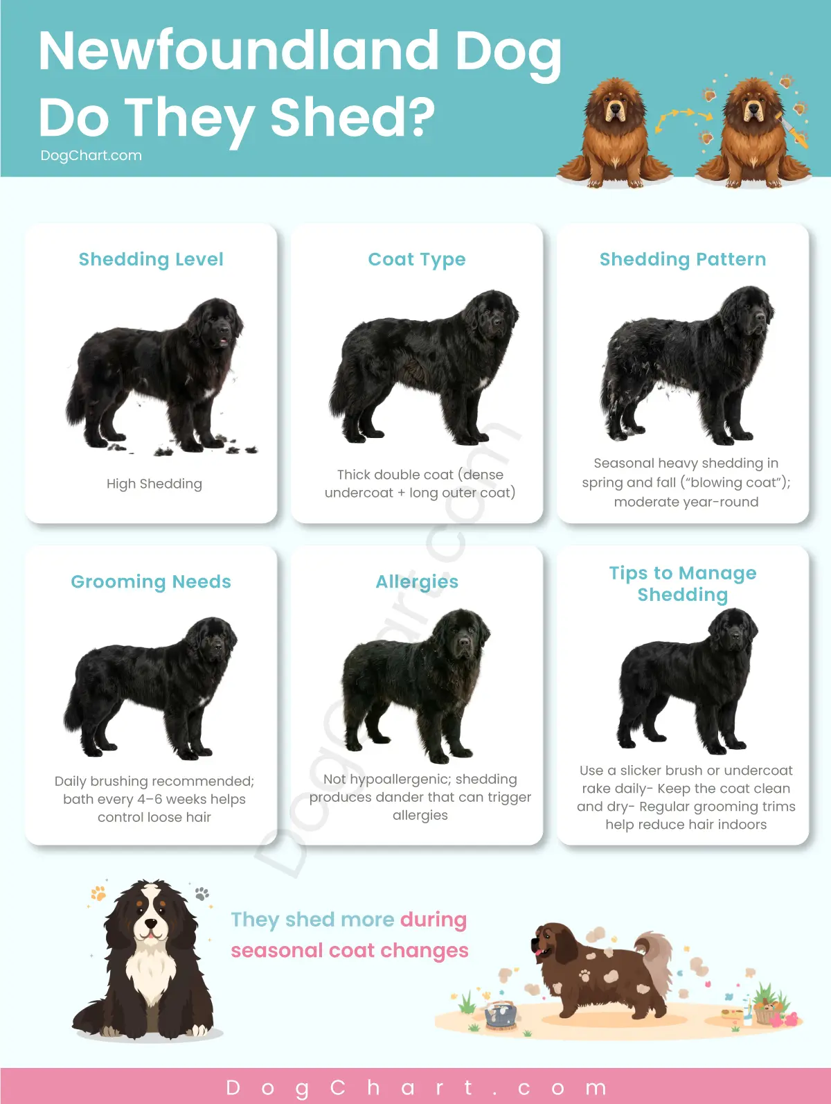 newfoundland dog do they shed