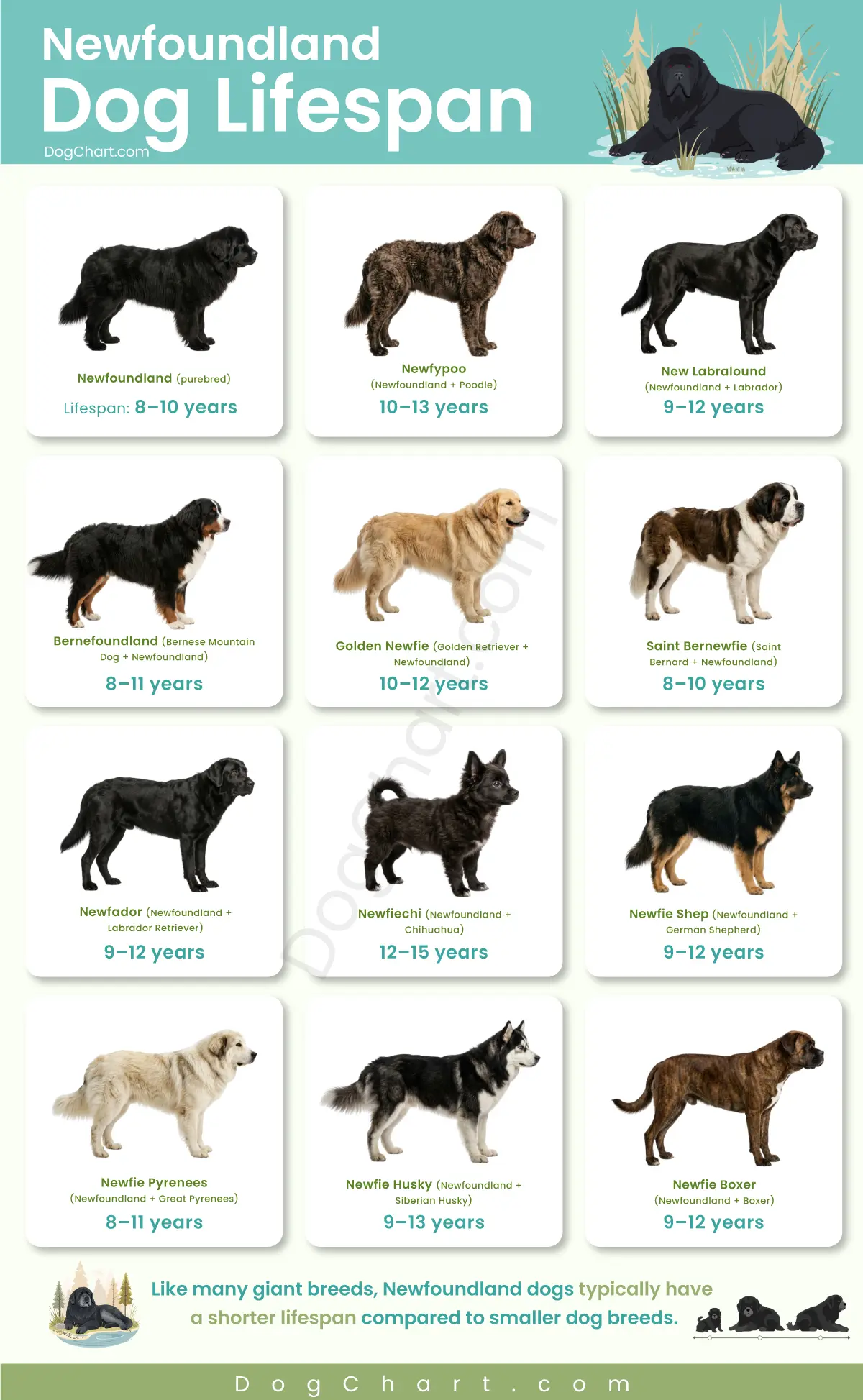 newfoundland dog breeds lifespan