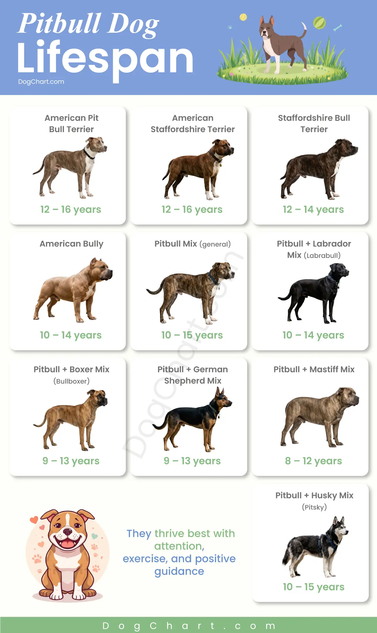 pitbull dog lifespan