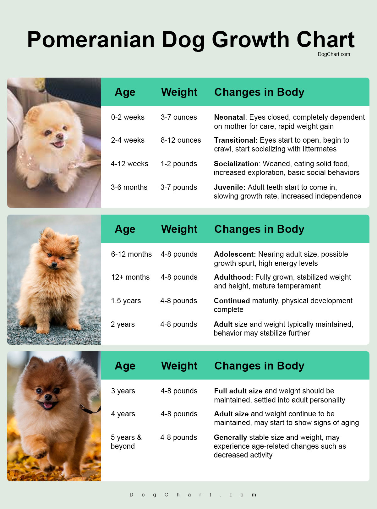 Pomeranian Growth Chart & Stages Heigh & Weight in " IB