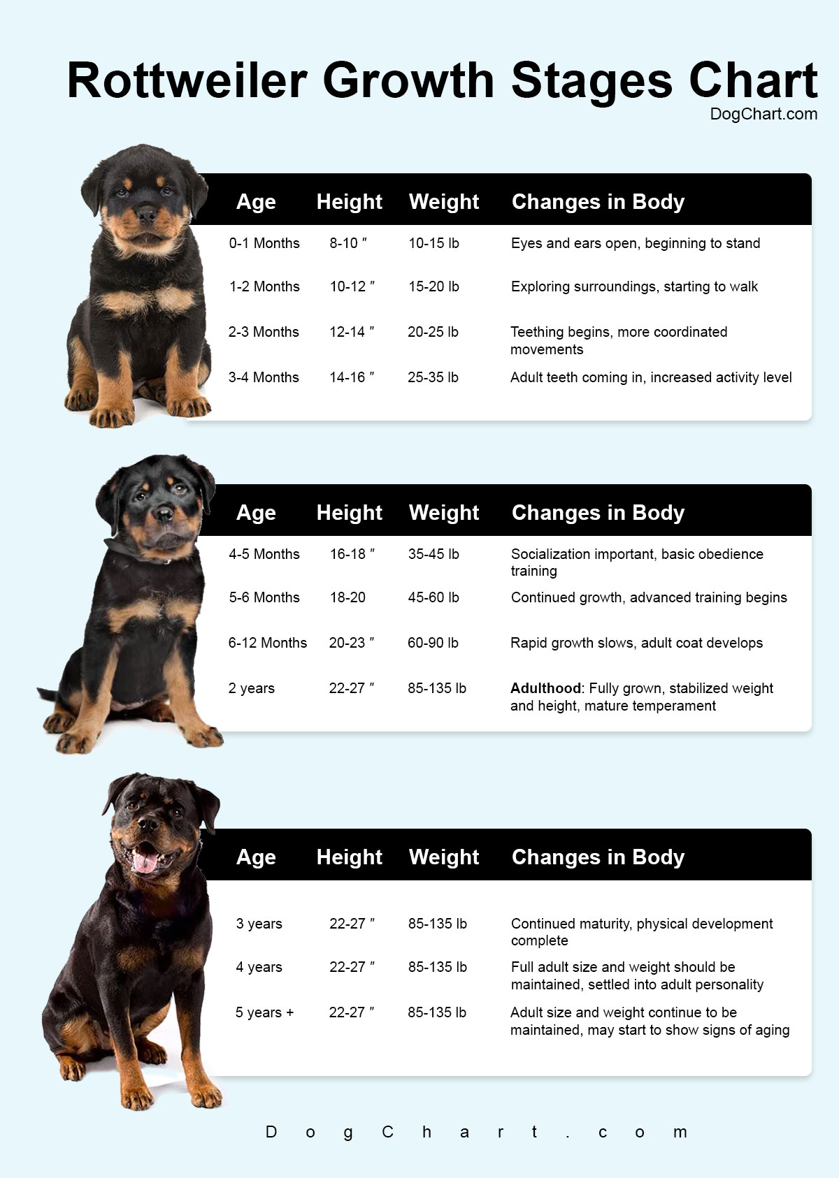 Rottweiler Growth Chart Wit Growth Stages Puppy, Male & Female