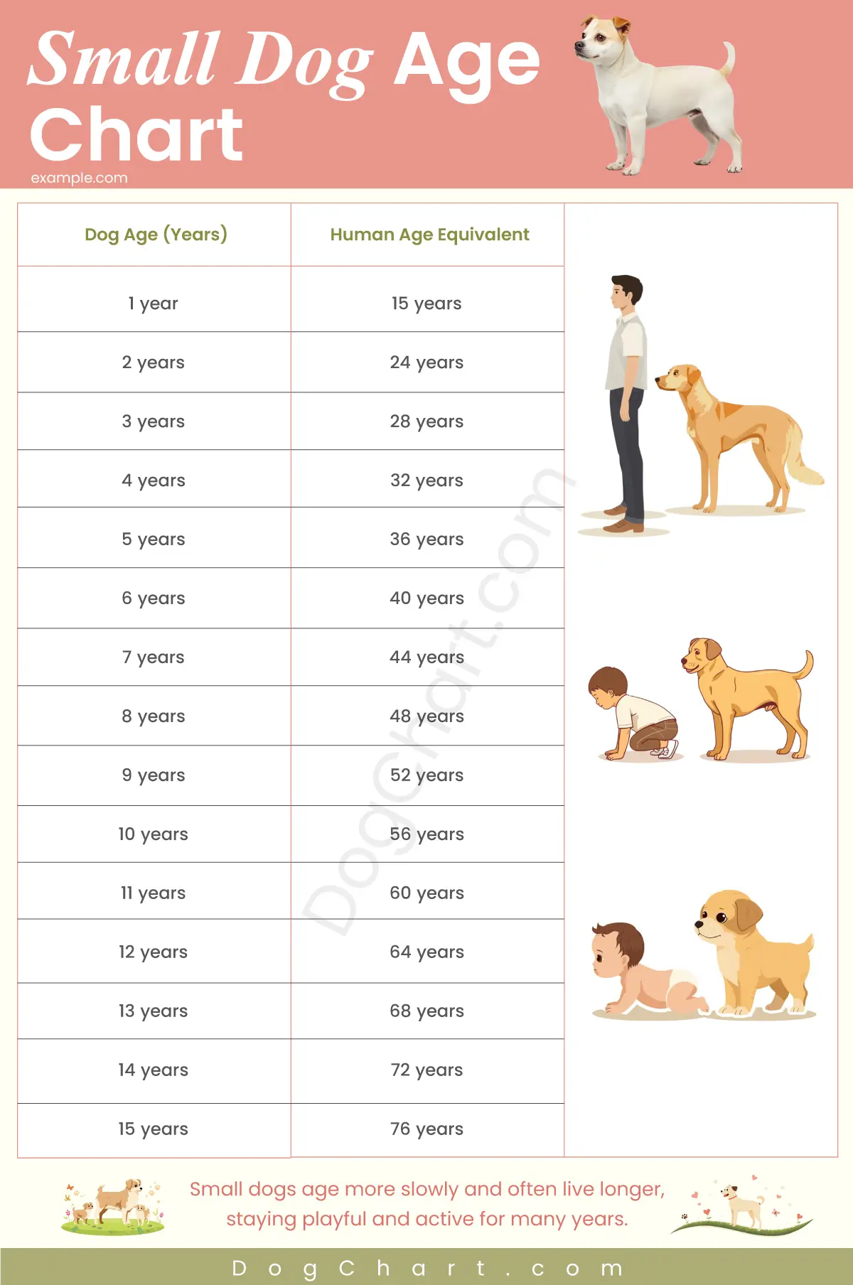 small dog age chart
