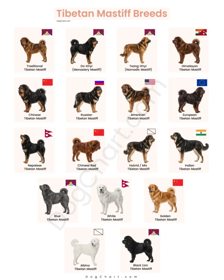 tibetan mastiff dog breeds list with pictures