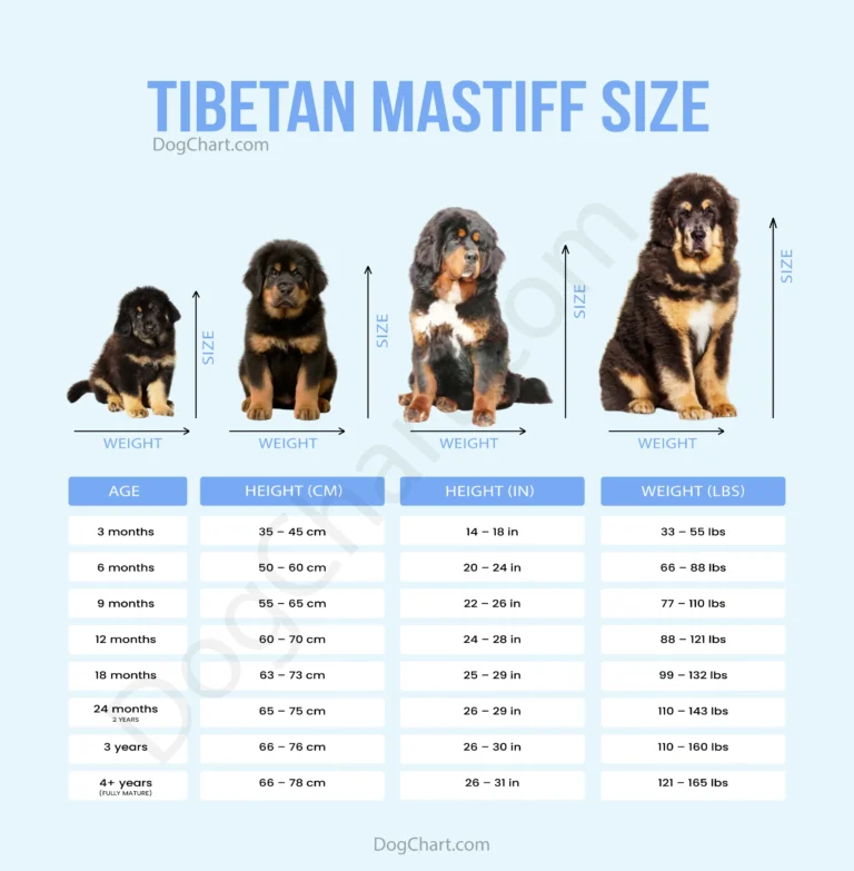 tibetan mastiff size chart