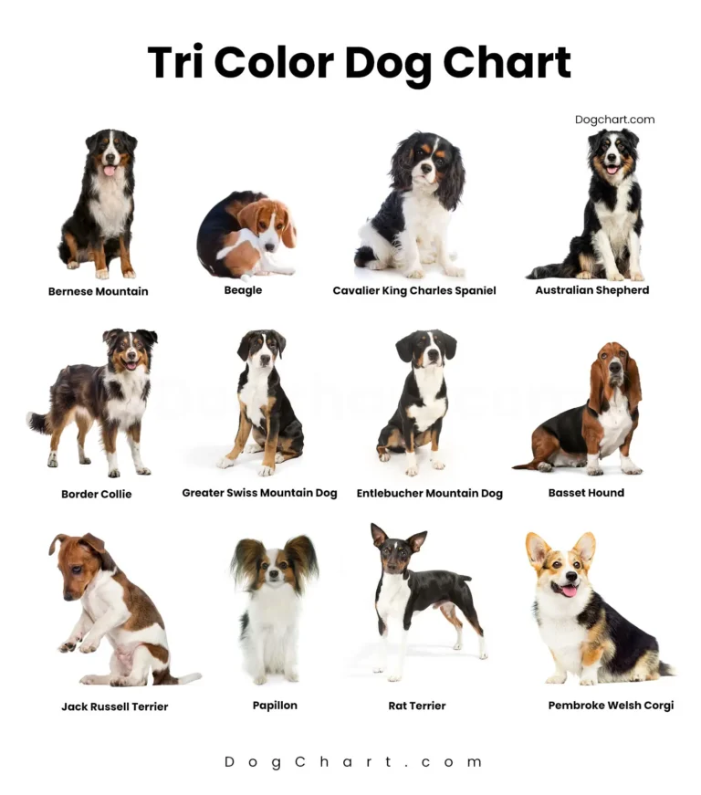 tri color dog chart with breeds name and pitchers