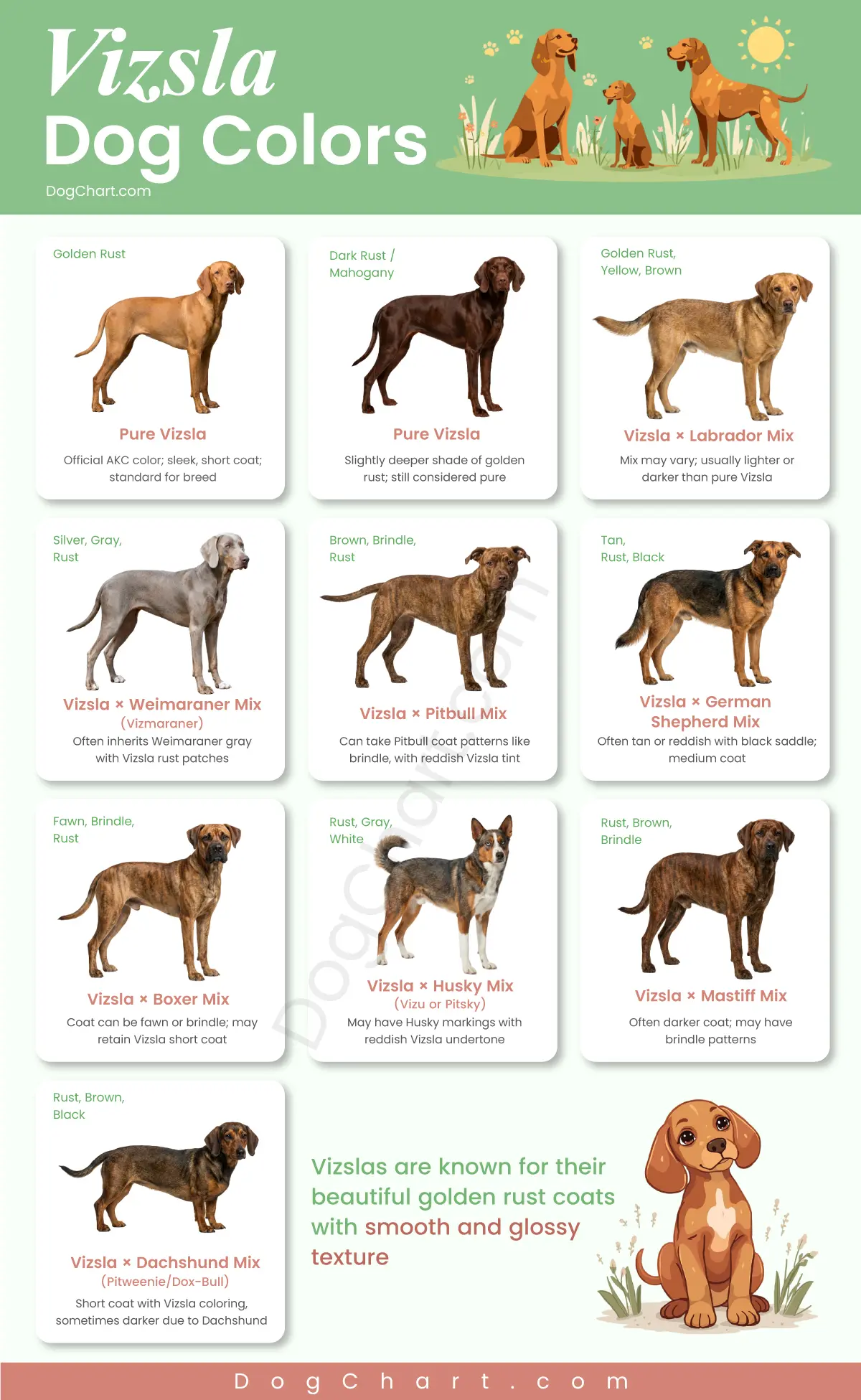 vizsla dog breed colors