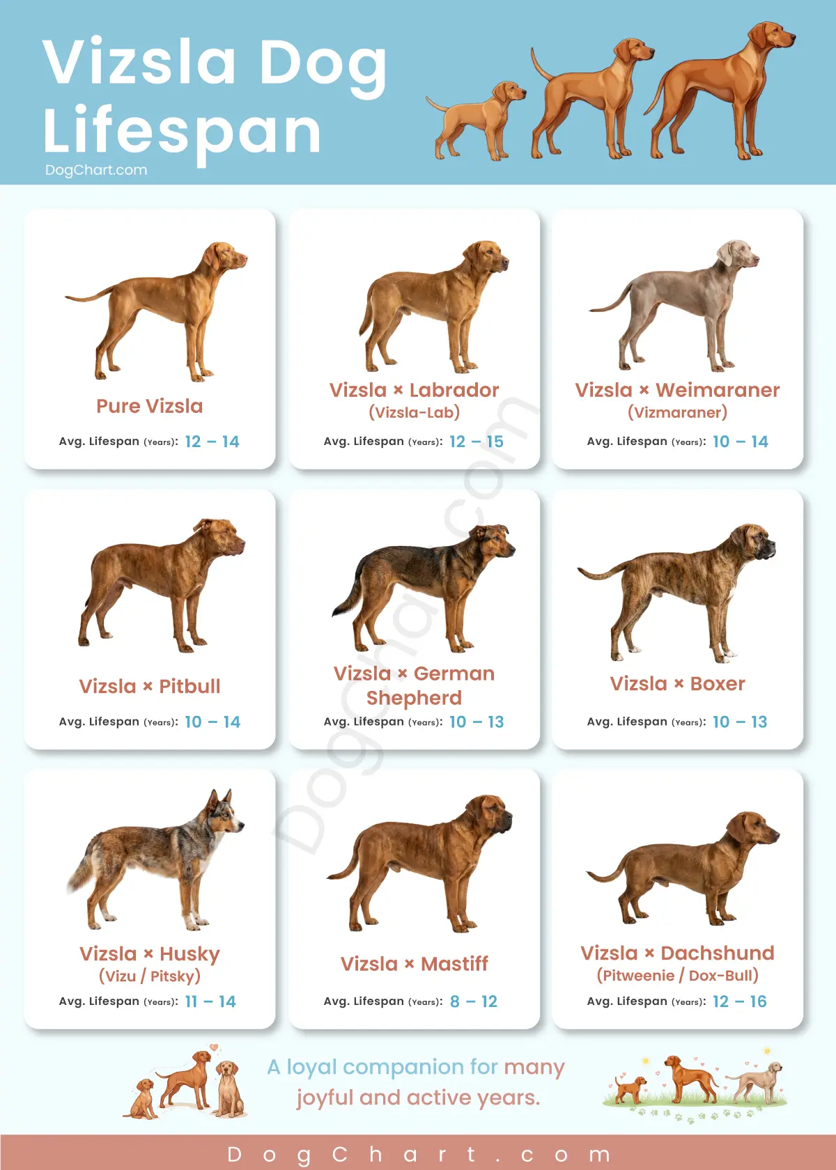 vizsla dog lifespan chart