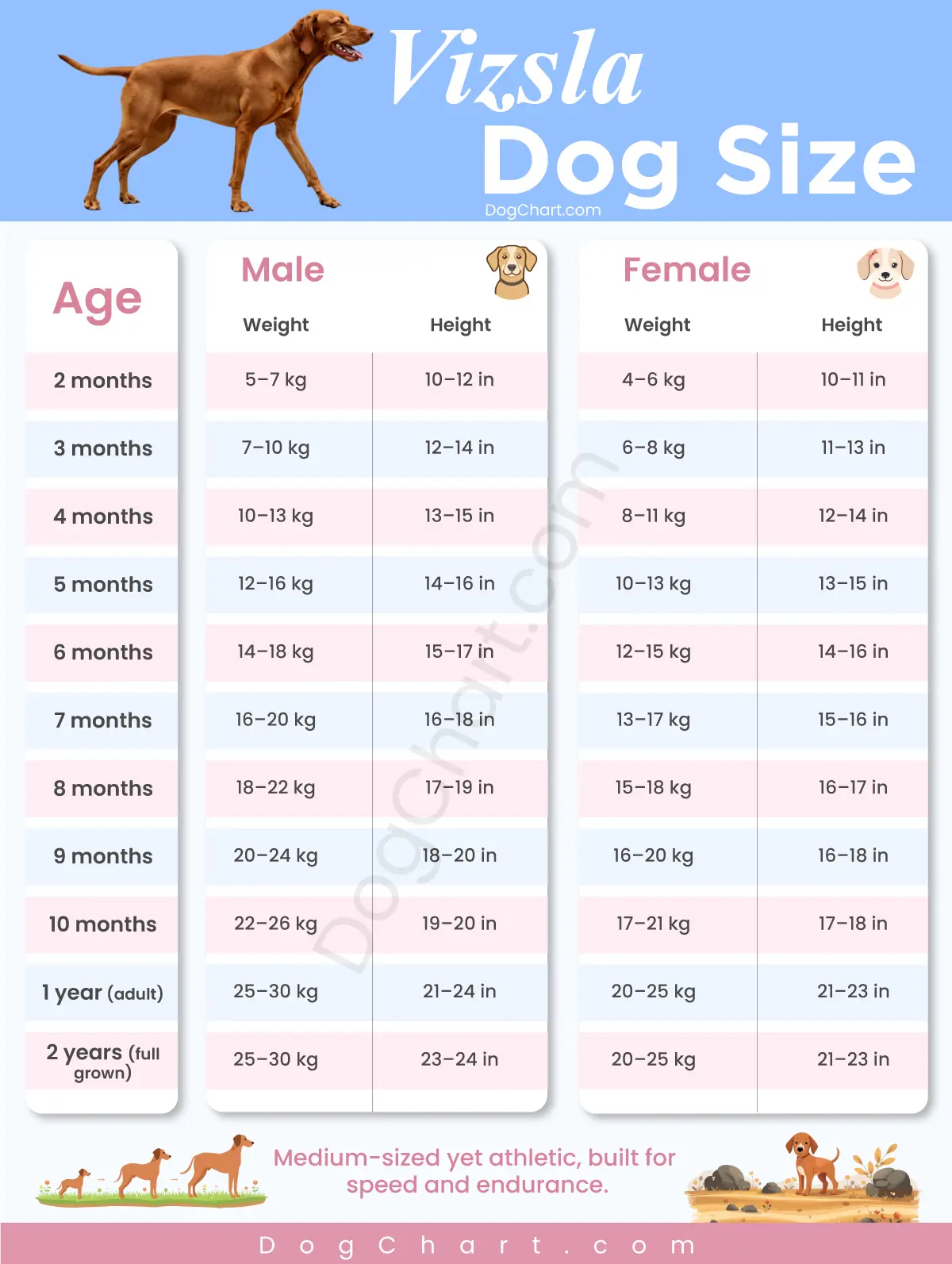 Vizsla Dog Size – Height and Weight Chart by Age vizsla dog size chart by age