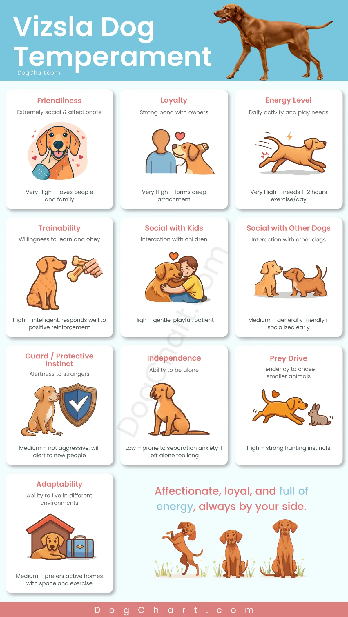 Vizsla Temperament – What Living with a Velcro Dog Is Really Like vizsla dog temperament